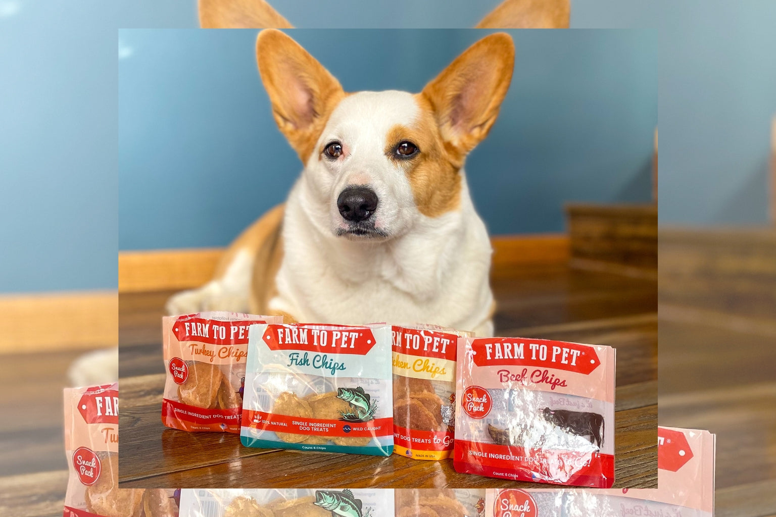 corgi dog lying down with four varieties of Farm to Pet hypoallergenic dog treats in front of him