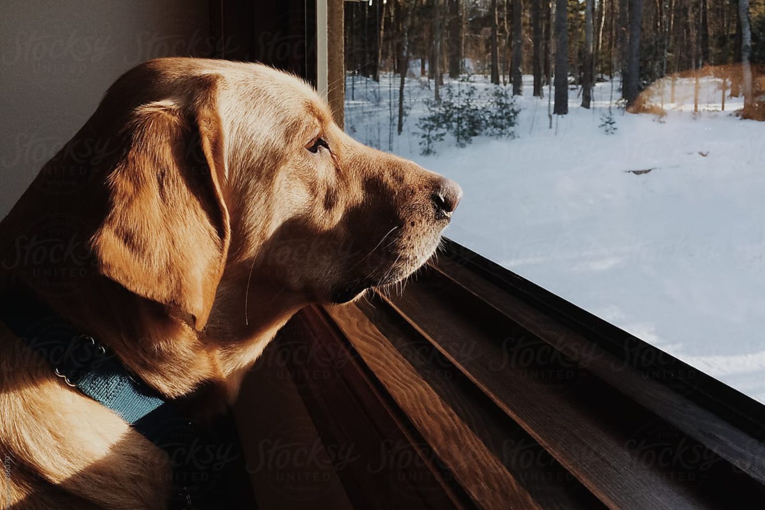 Golden retriever looking out the window on a snowy winter day