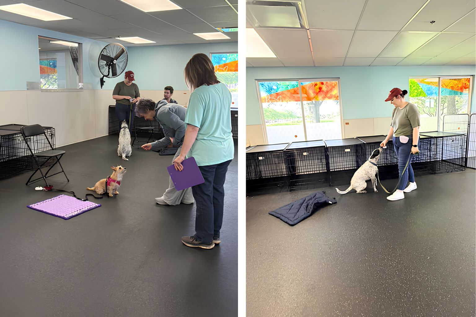 Dog Training for obedience class with a professional dog trainer.