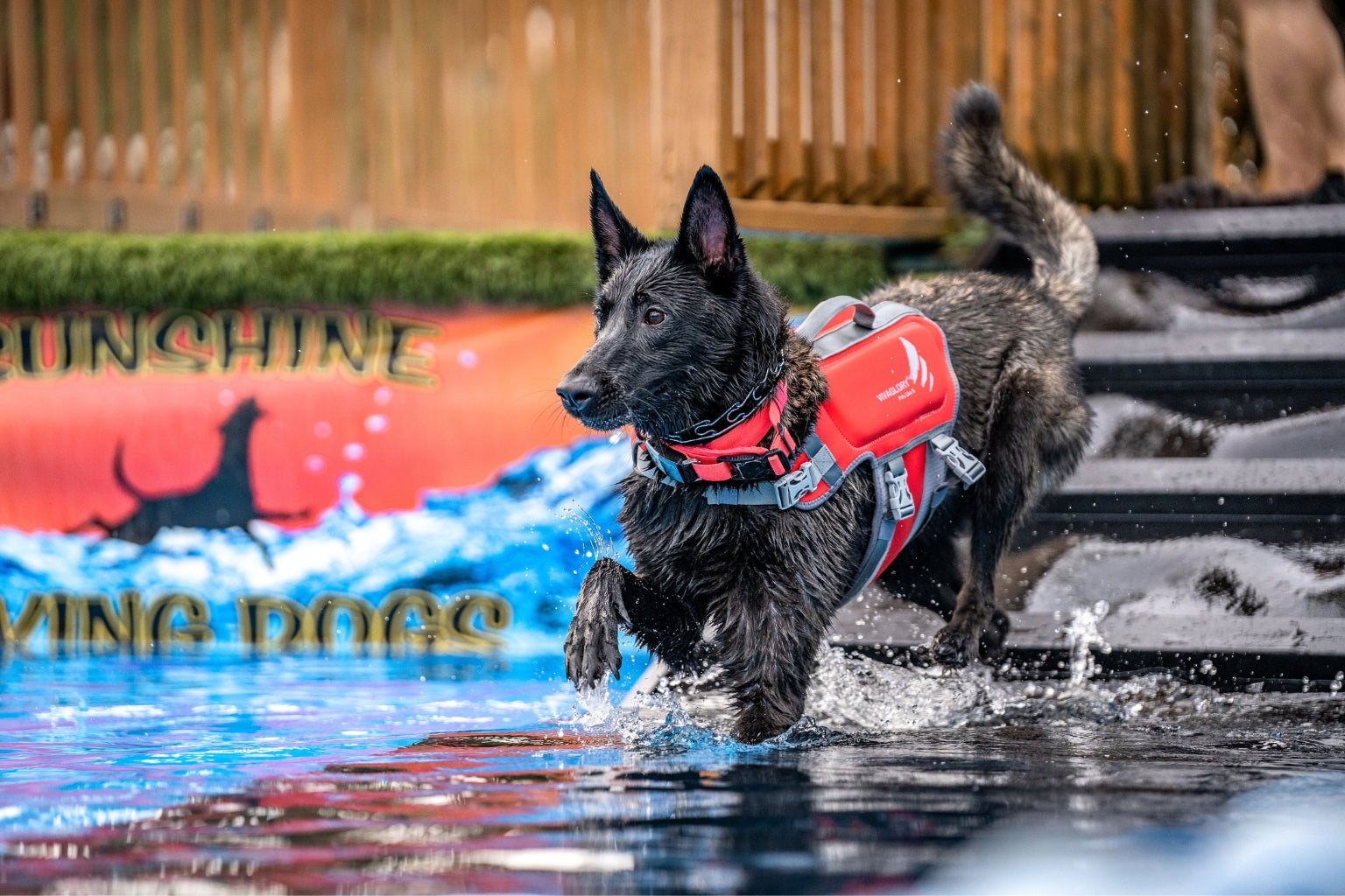 Dog swimming during Canine Fitness Month for regular exercise with life jacket on.