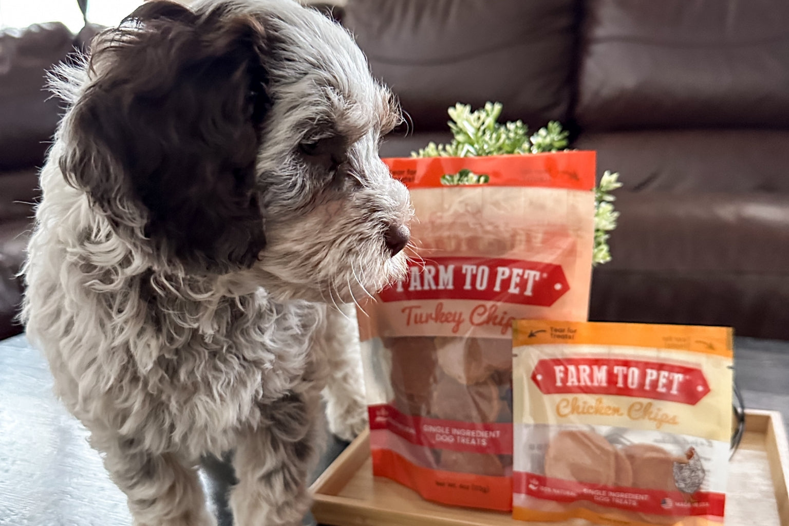 Top New Puppy Gifts from Farm To Pet with a puppy looking at bags of Chicken and Turkey Chips.