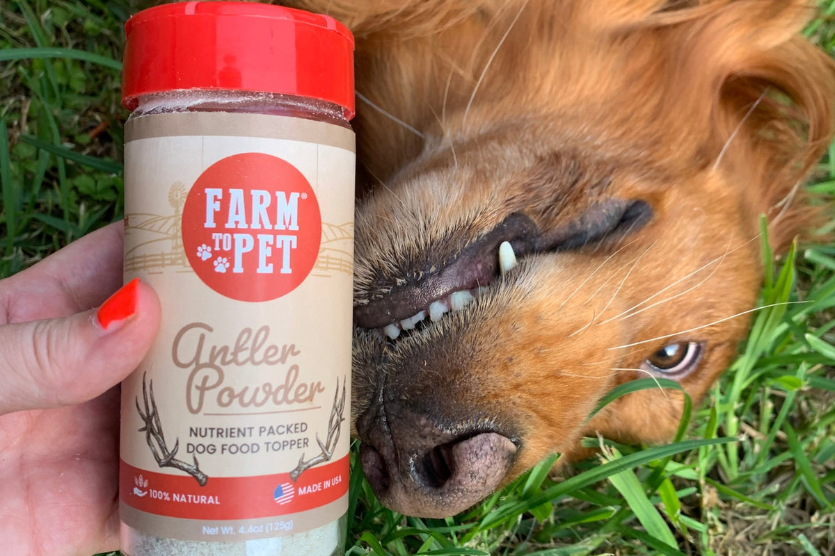 Brown dog lying in the green grass waiting to try his Farm to Pet Organic Antler Powder. 