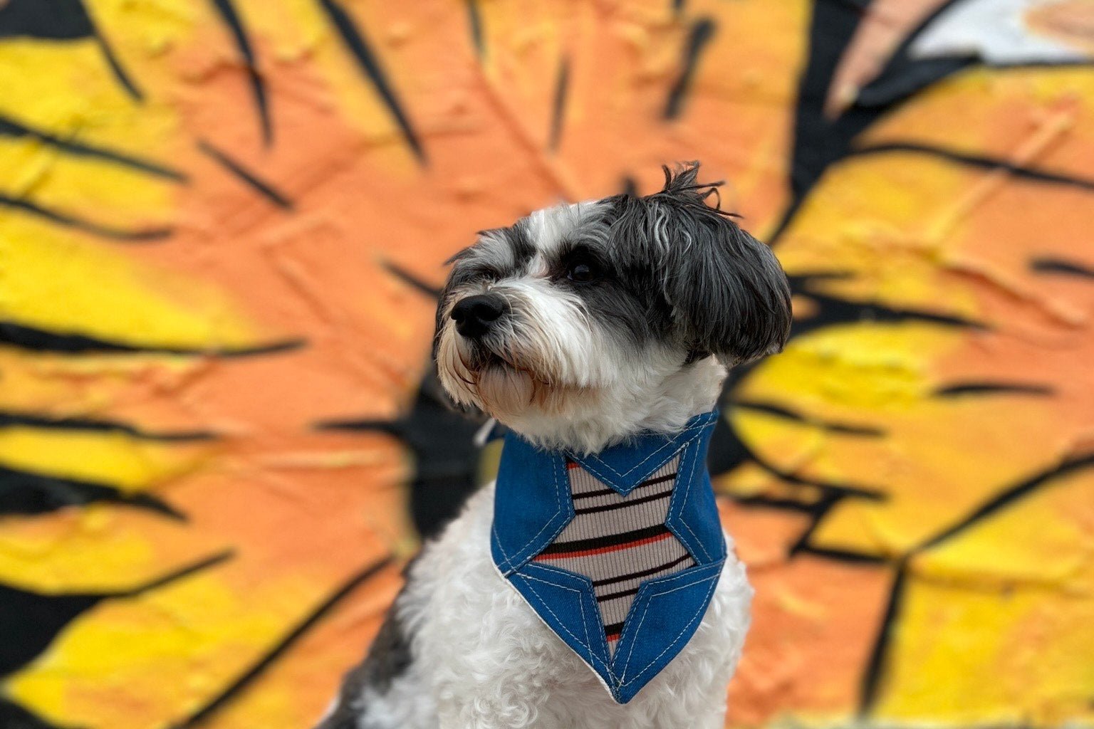 Pupcation 2022! Our Guide to Pet Friendly Dog Vacations - Farm To Pet