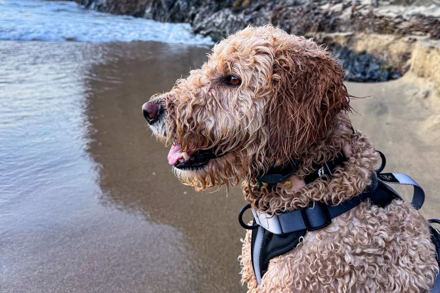 dog on the seashore looking at the water