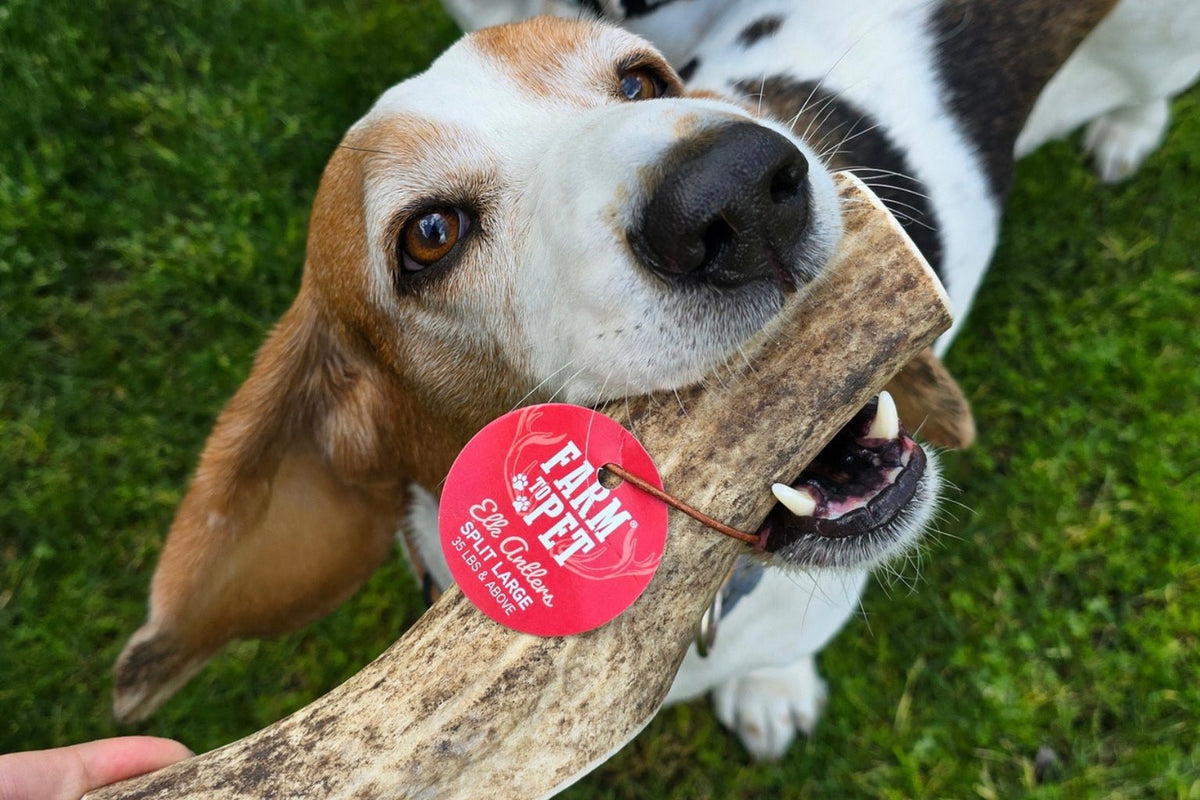 Split or Whole Organic Antler Dog Chews for Your Dog Farm To Pet