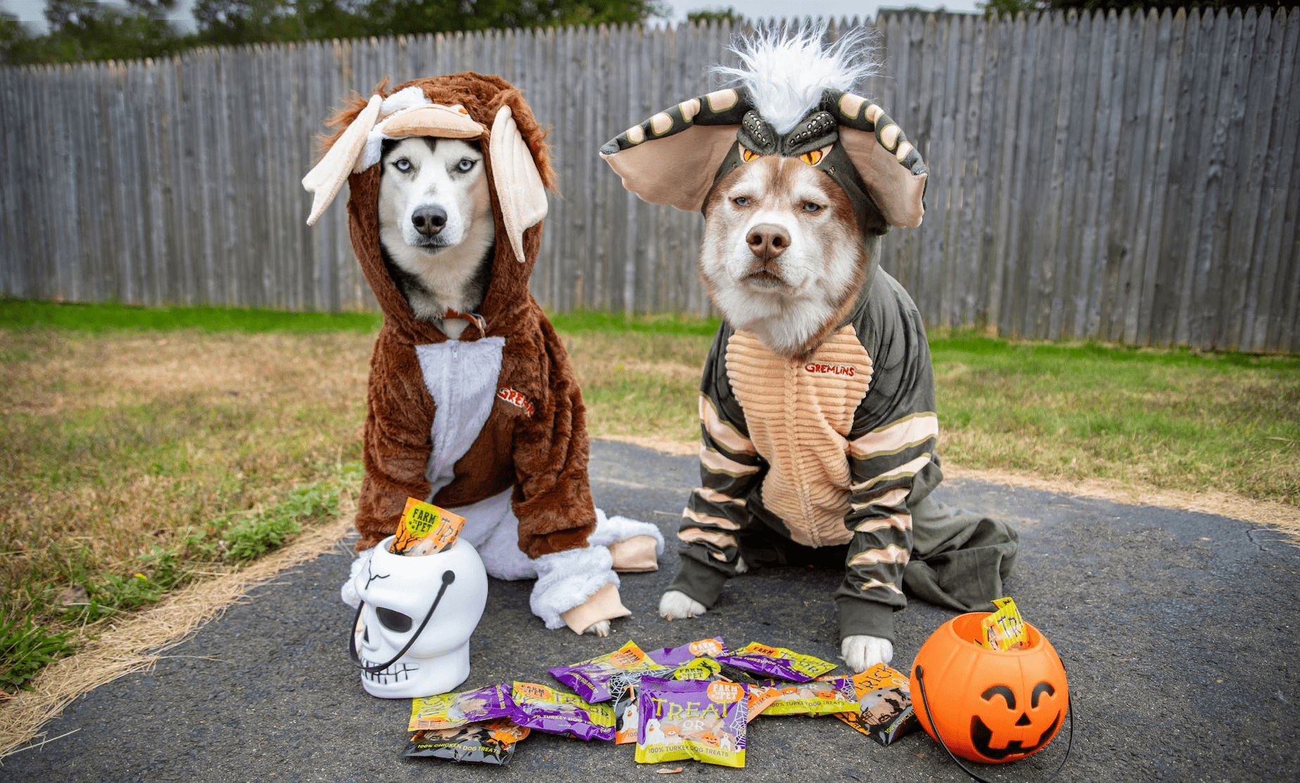 Spooktacular Costume Ideas for You and Your Pooch - Farm To Pet