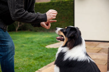 black and white dog being trained not to bark