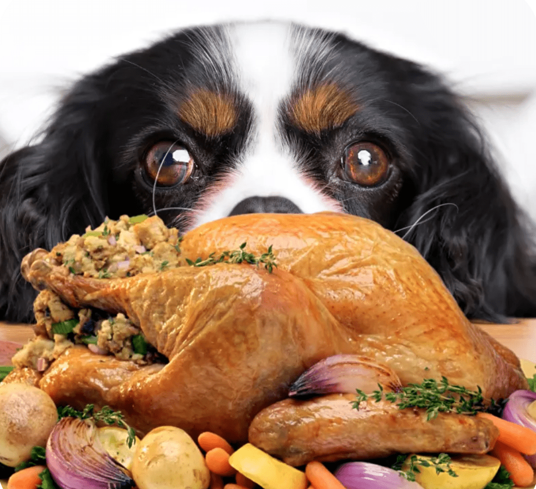 Thanksgiving Food for Dogs - Farm To Pet
