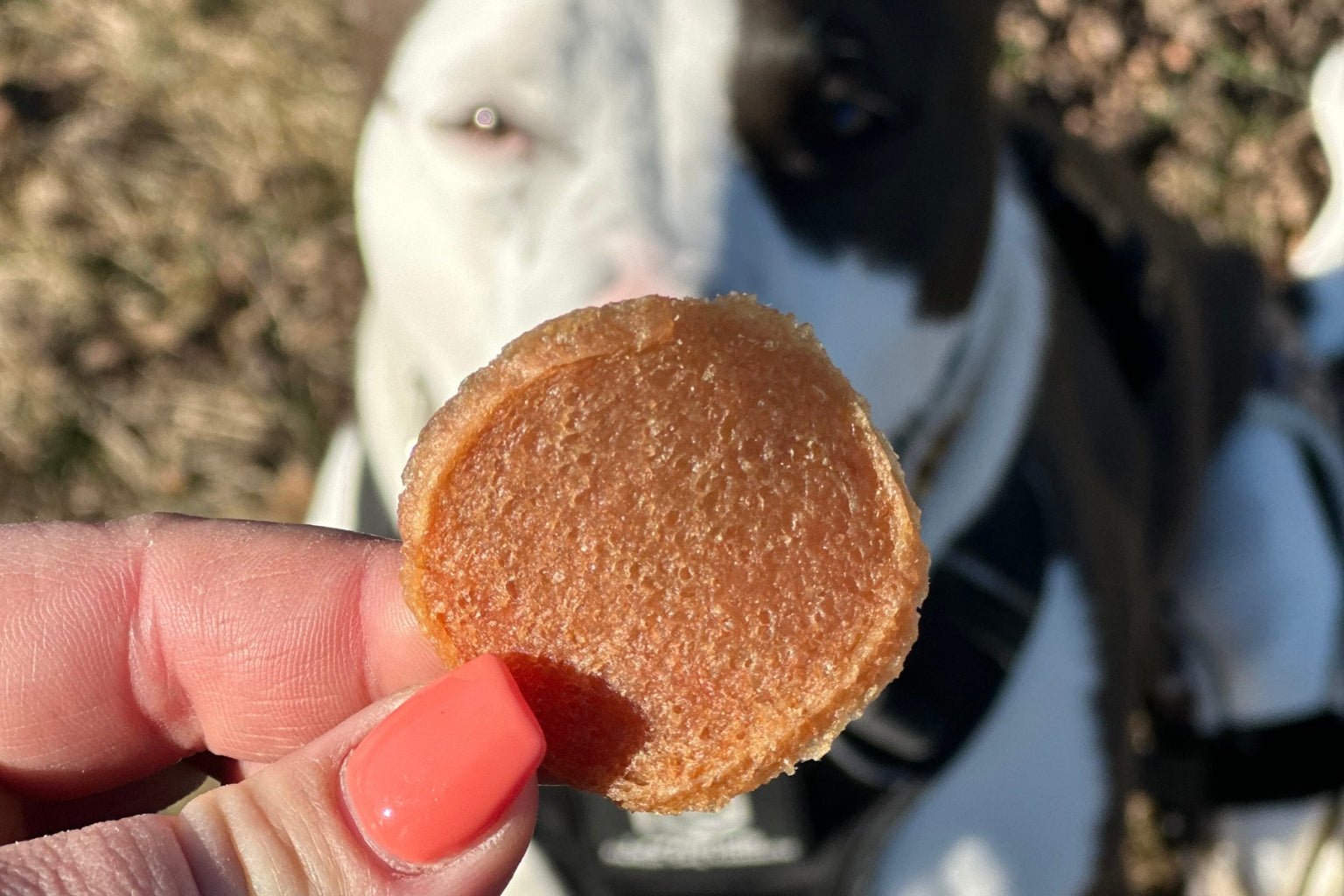 The Rise of Premium Pet Treats: Does Premium Equal Healthy? - Farm To Pet