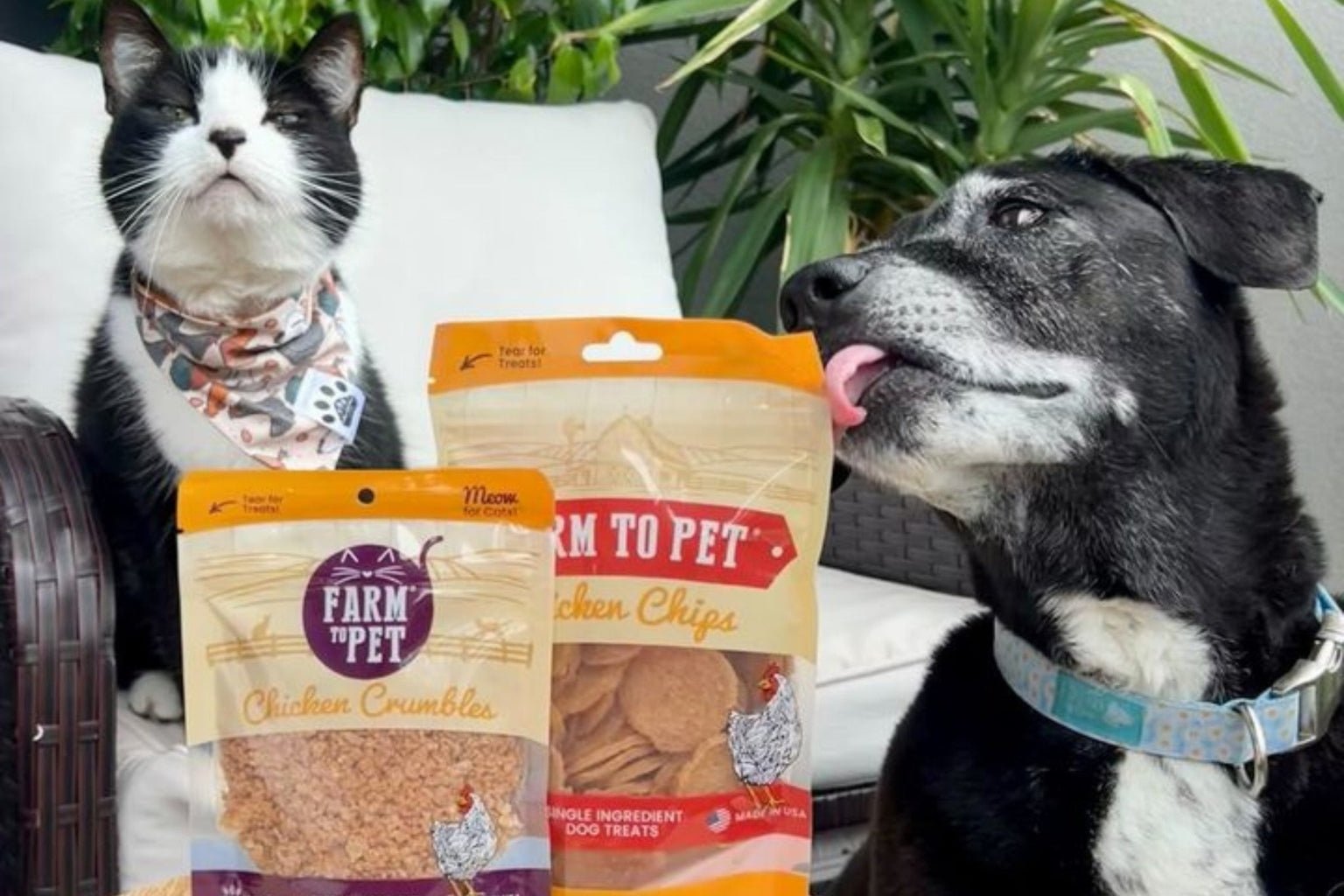 Love of dogs and cats organic treats best sale