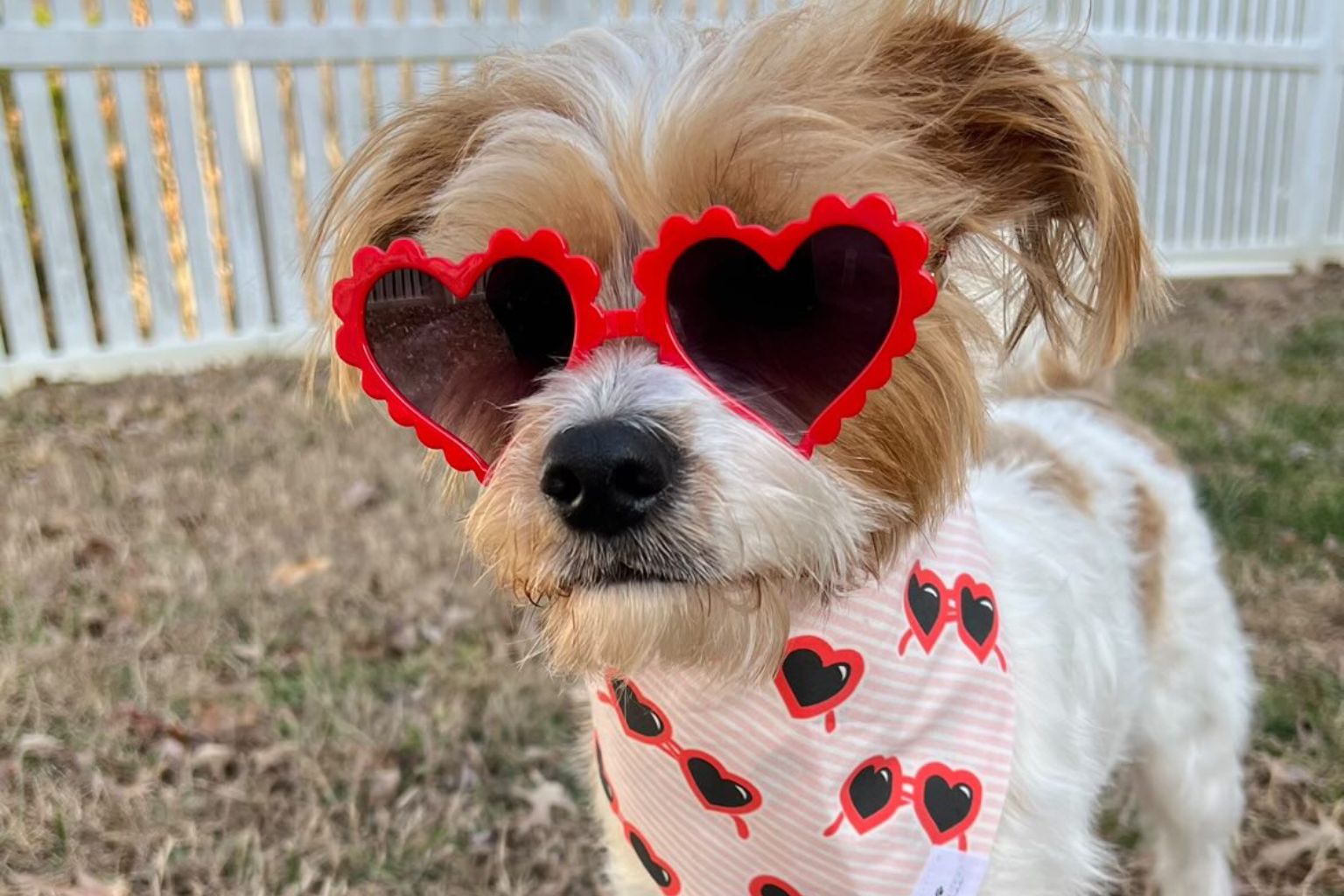 The Love of Pets: Treat Your Fur-ever Valentines on February 14 and Every Day - Farm To Pet