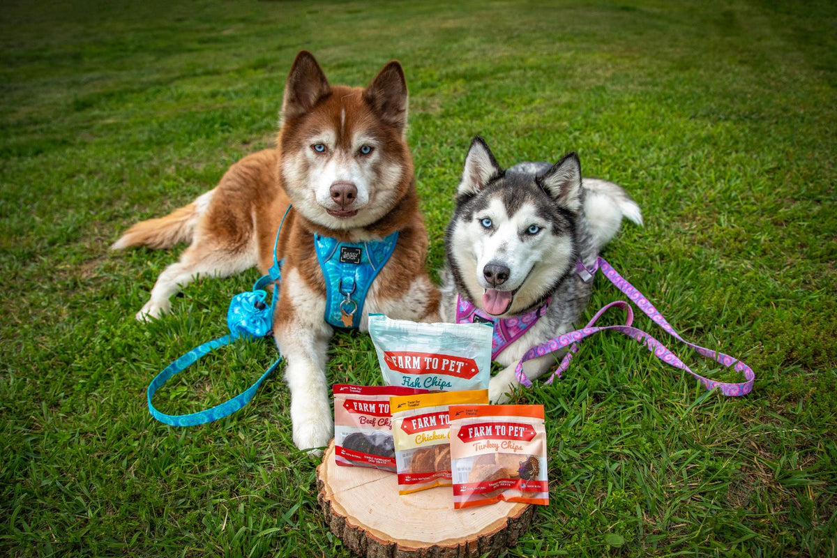 two huskies in the park with leashes and farm to pet dog treats