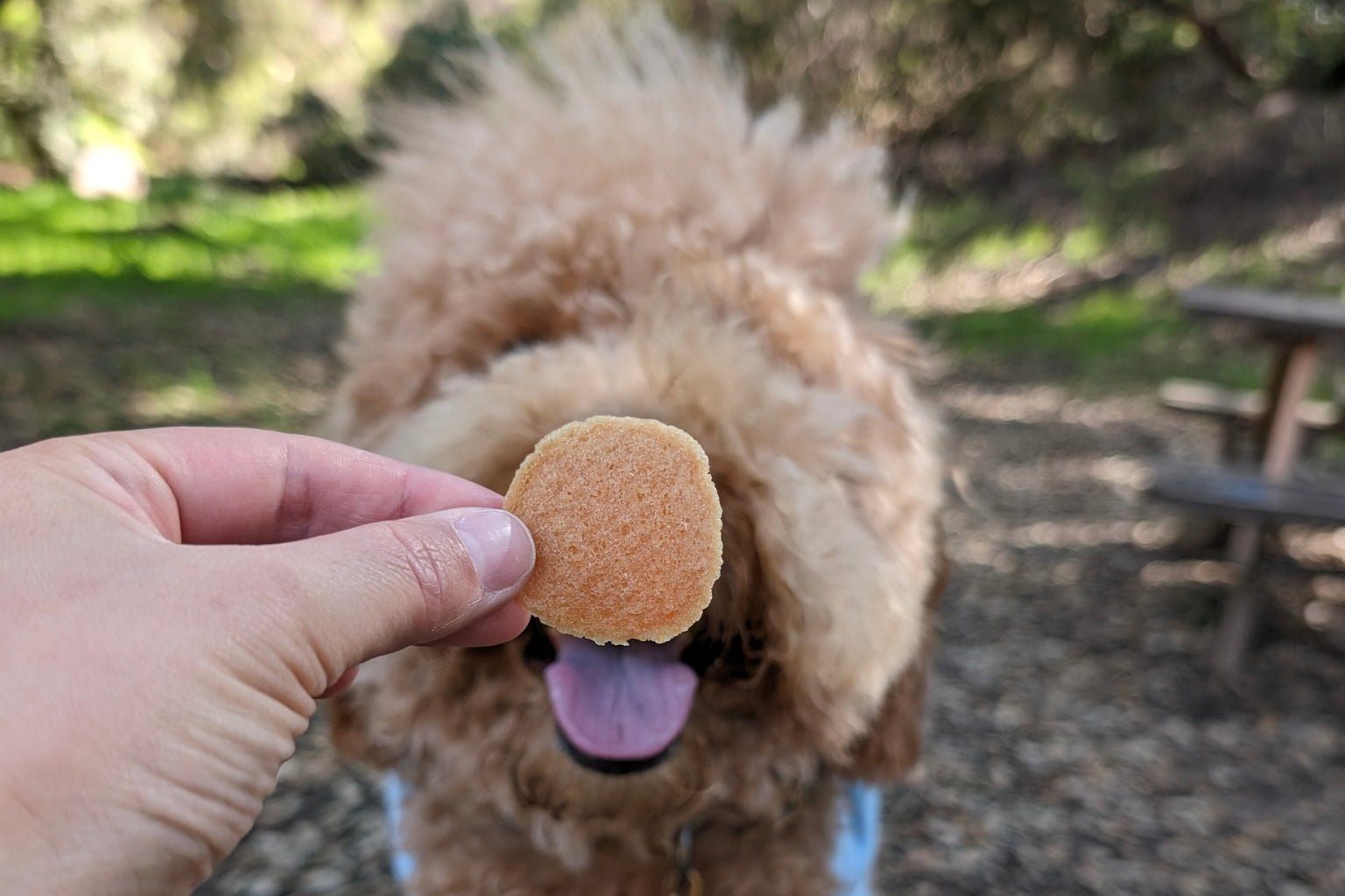What to Watch for When Shopping for Healthy Dog Treats - Farm To Pet