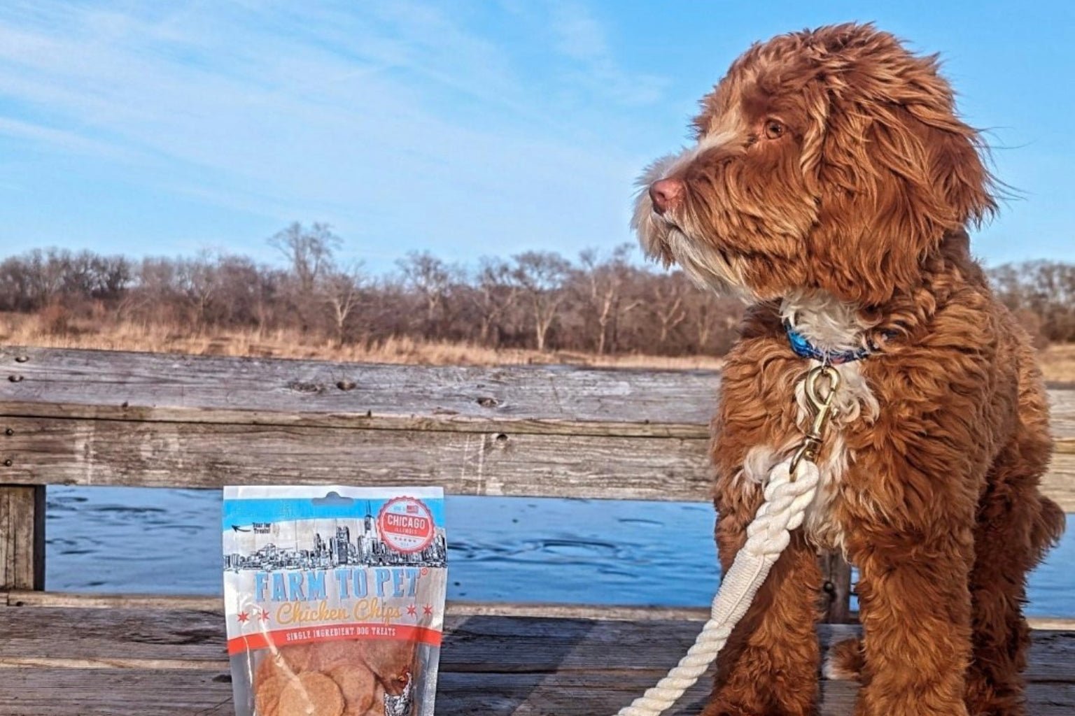 Why Walking your Dog Might Be the Best Healthy Dog Treat of All - Farm To Pet
