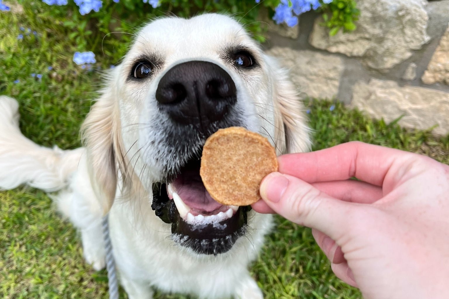 Your Canine's Canines - Dog Dental Health - Farm To Pet