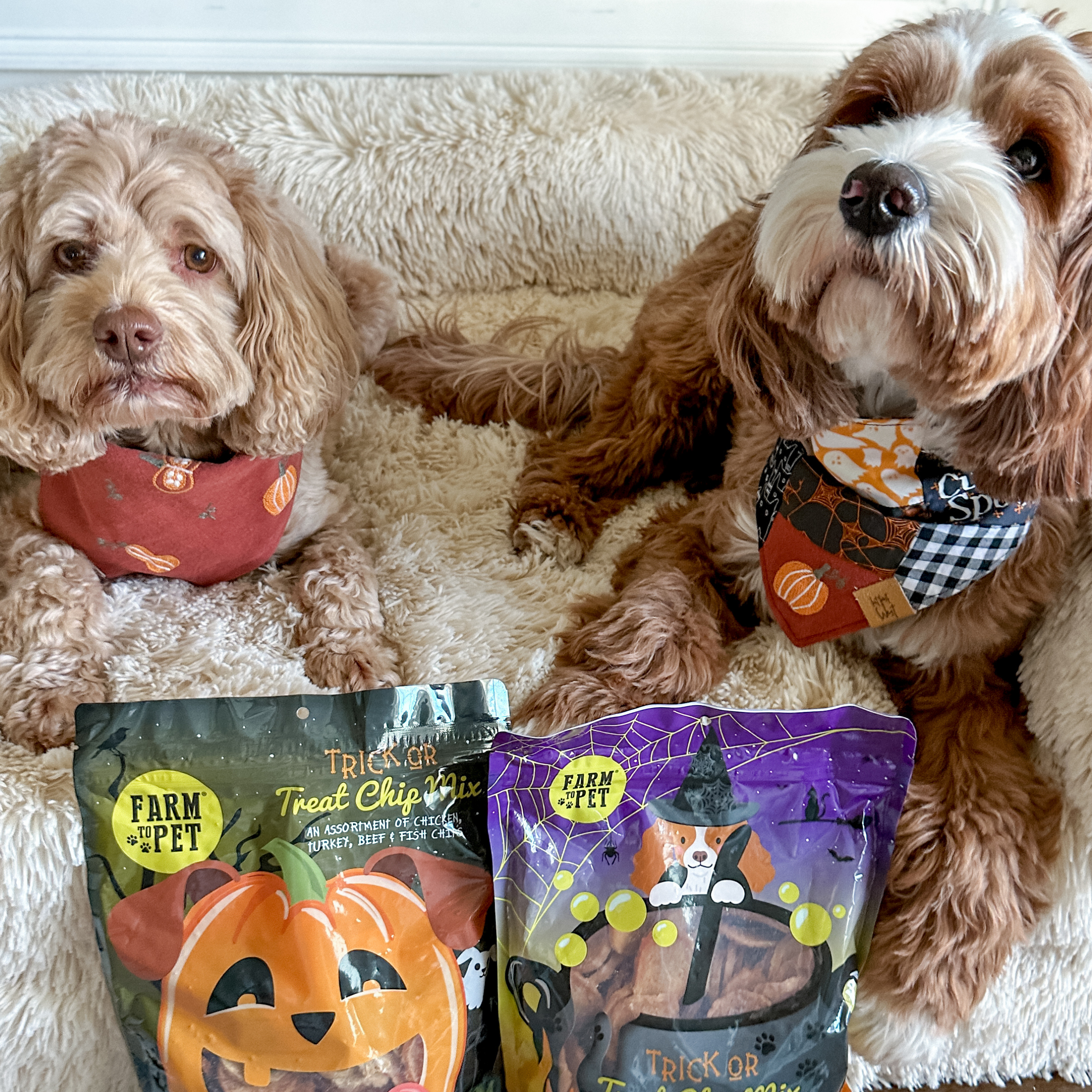 Two dogs sitting on a fluffy surface with Halloween-themed pet treats in front of them.
