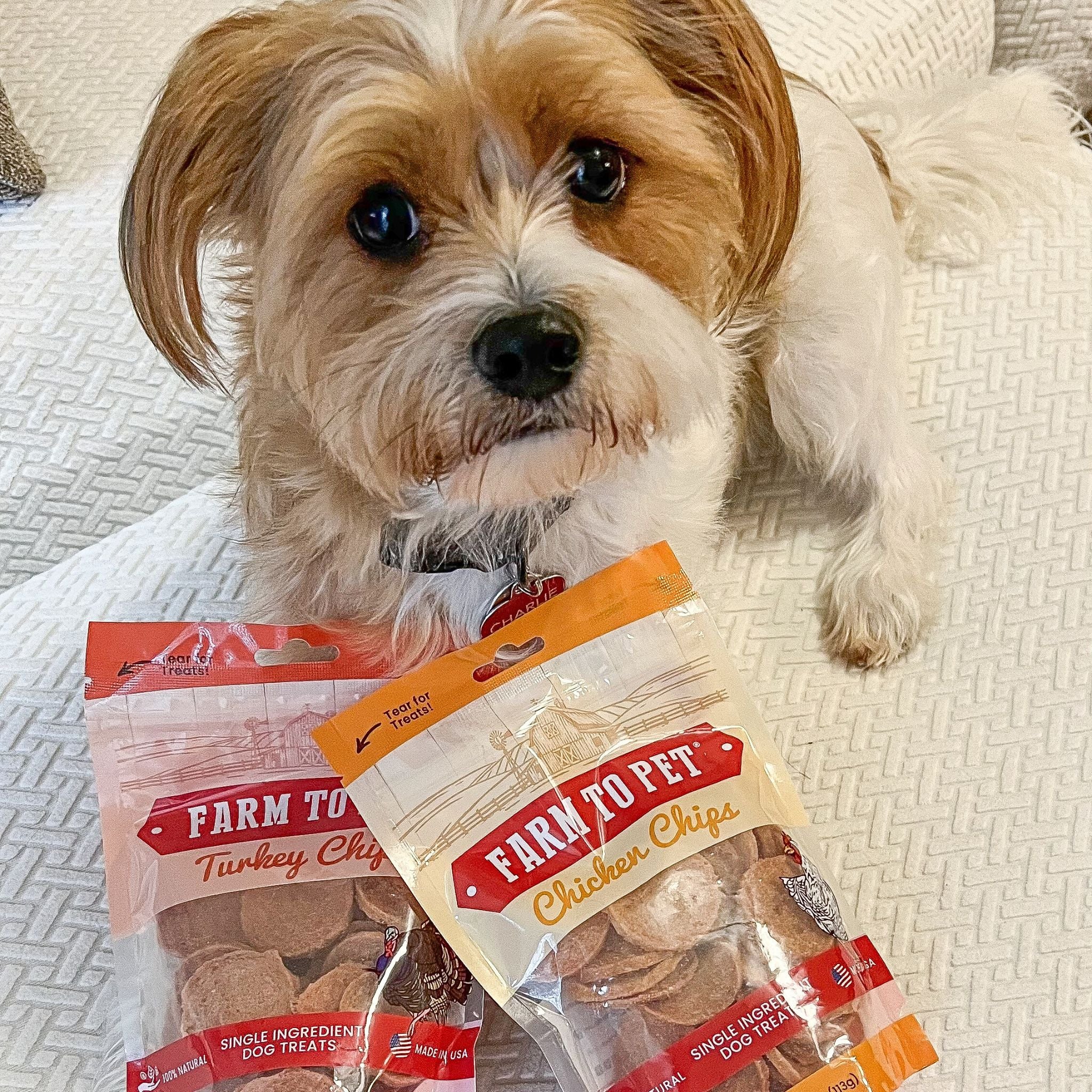 A small white dog laying on a white  bed with Farm to Pet Chicken and Turkey Chips.