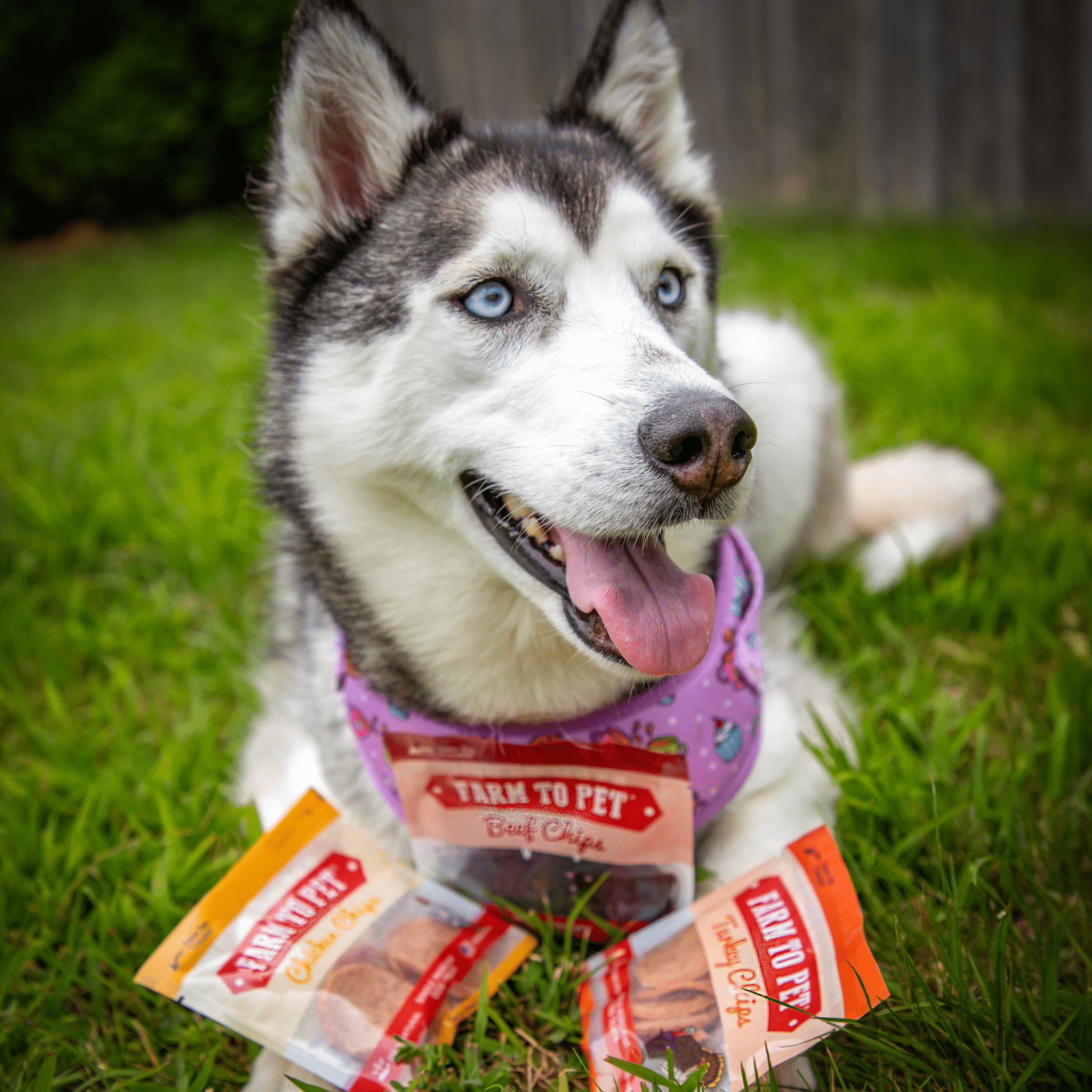 A gray and white Husky with Farm to Pet Beef Chicken Turkey Trio Snack Packs laying in the grass.