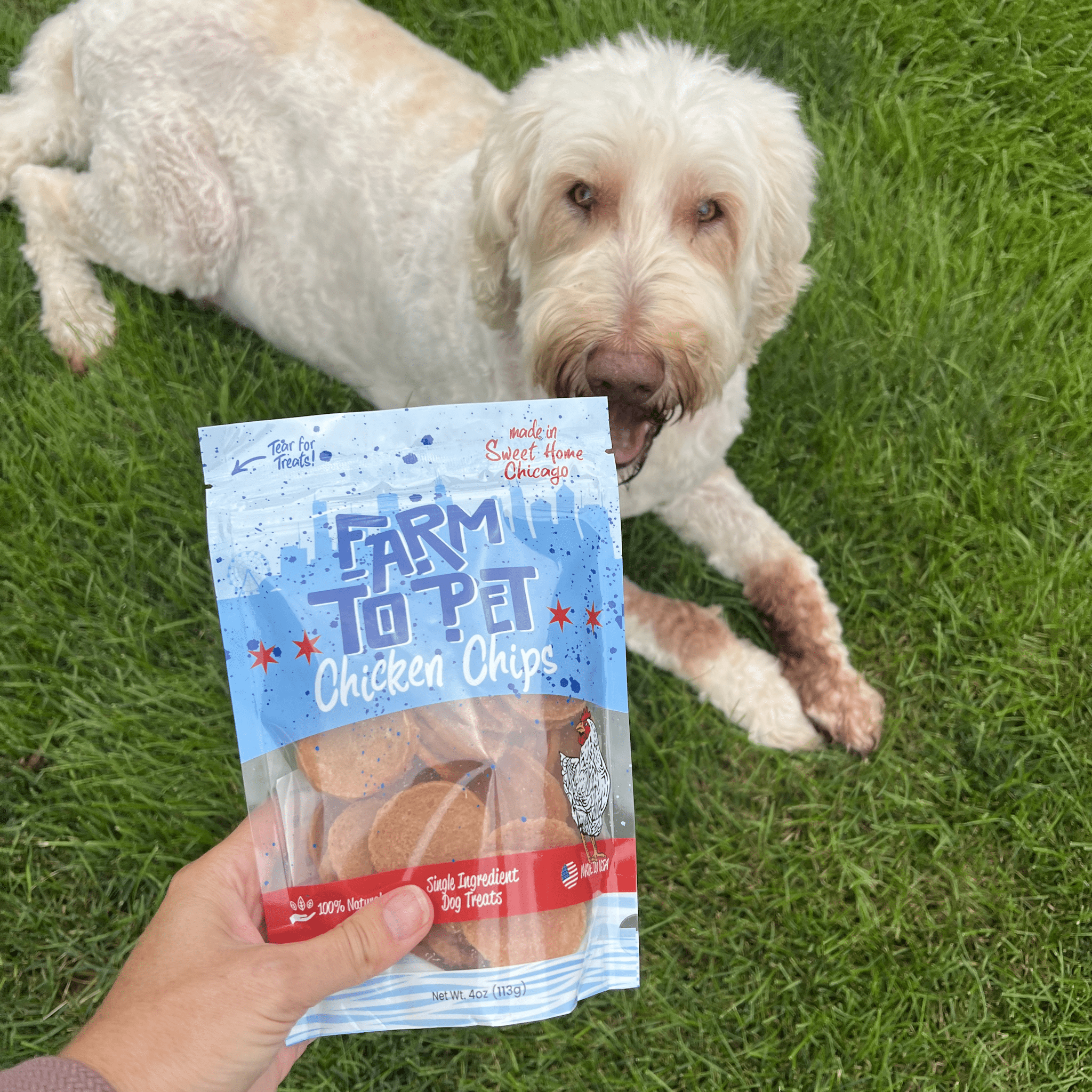 A Goldendoodle laying in the grass with a Farm to Pet Chicago Chicken Chips Bag. 