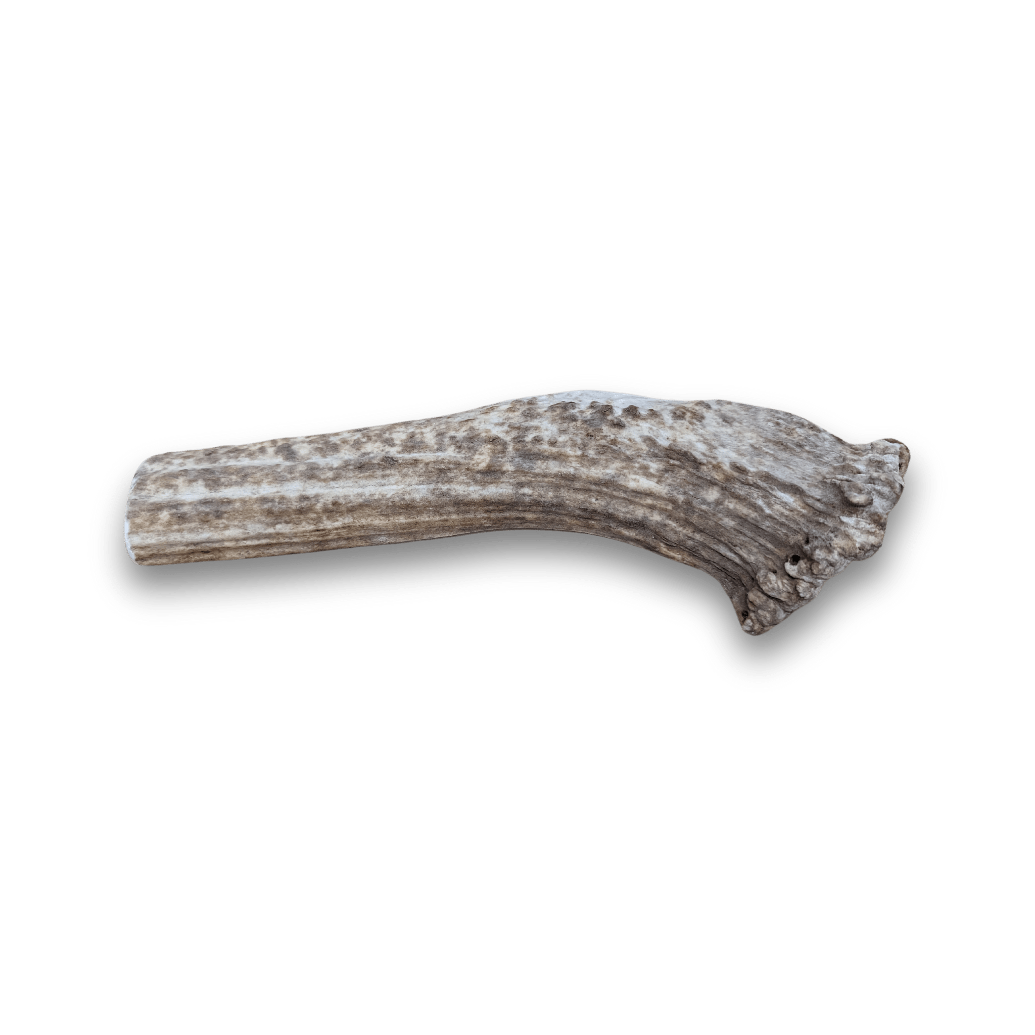 Split elk antlers for puppies online