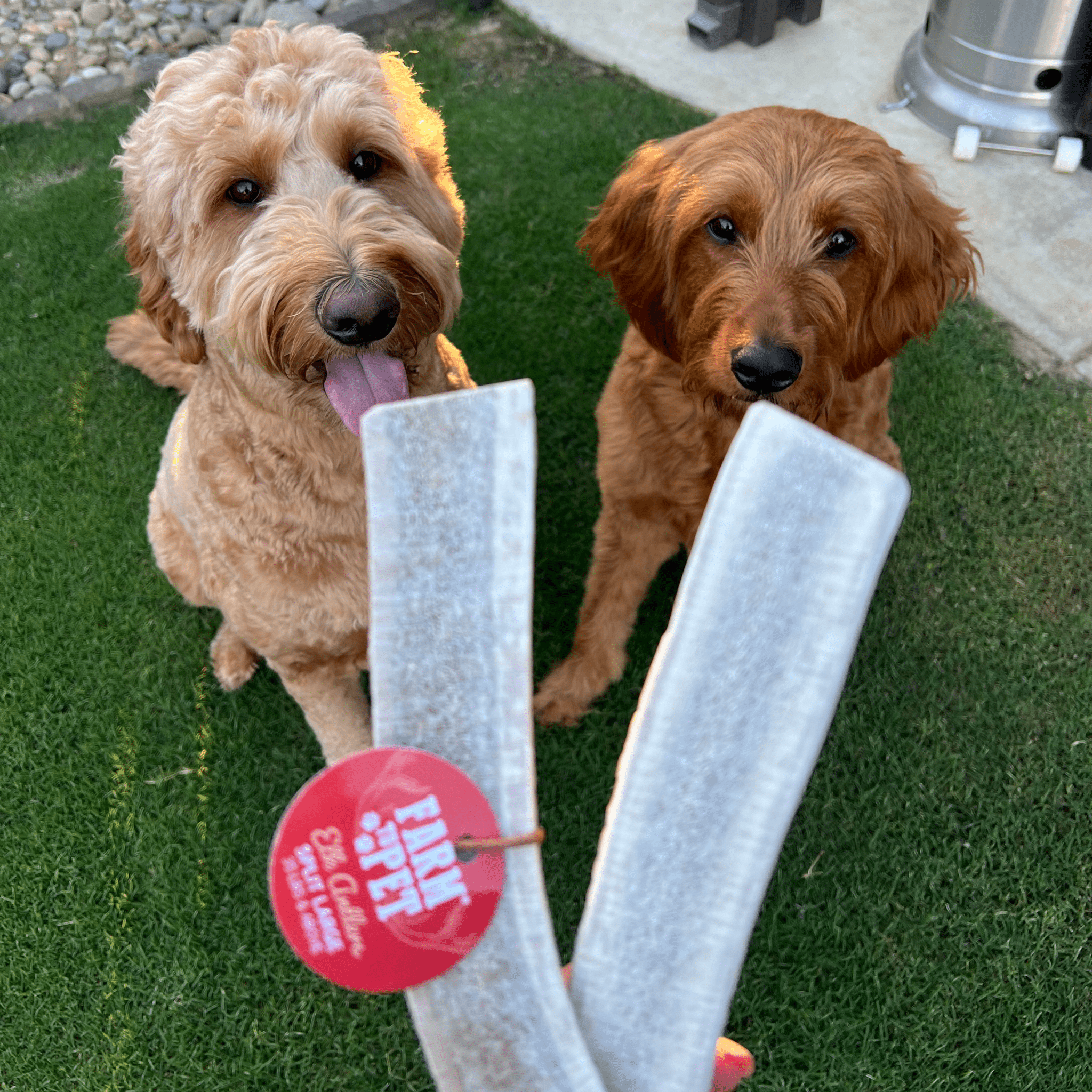 Two Brown Dogs looking at two Farm to Pet Large Split Elk Antlers outside in the grass.