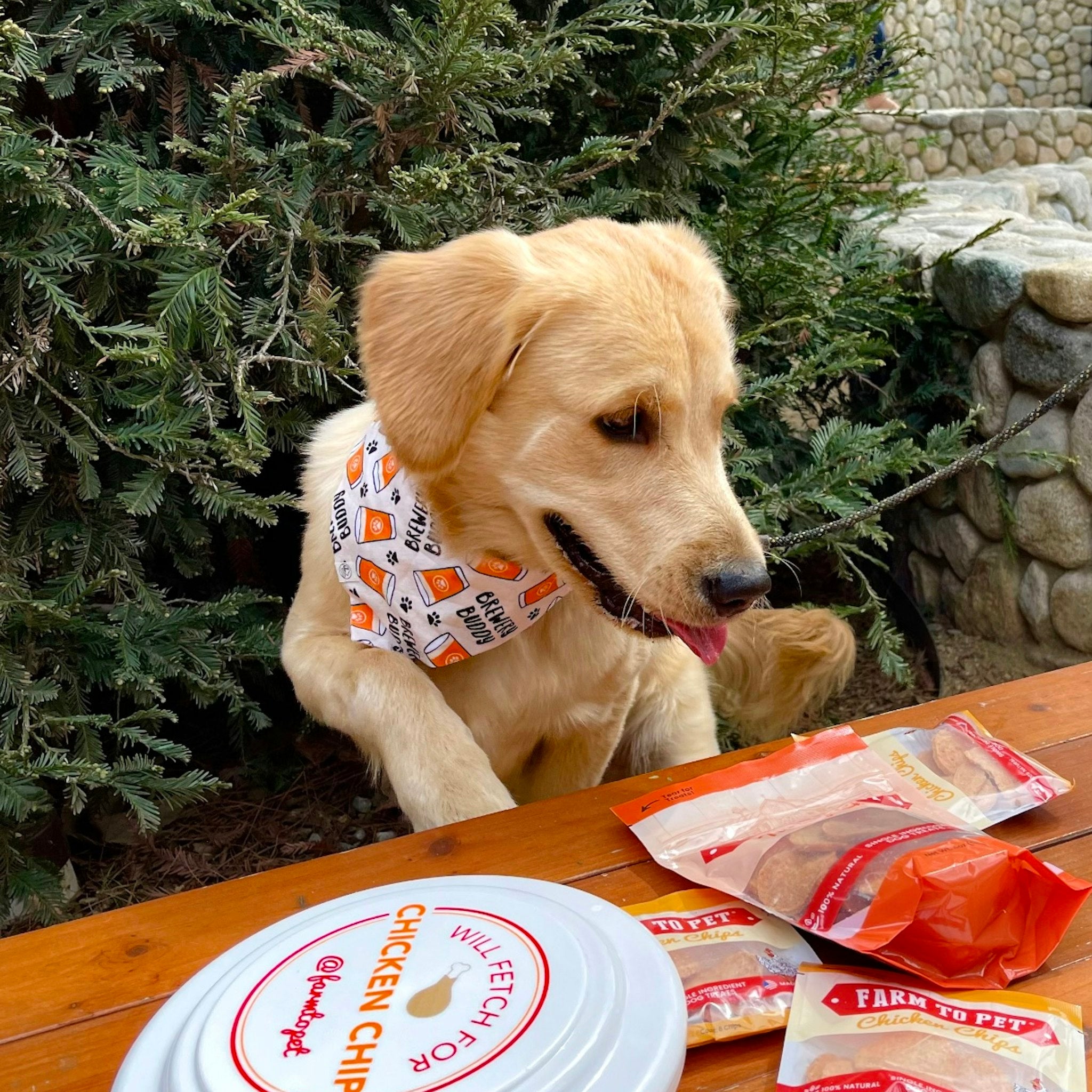 A brown dog next to a table set up outside with a Farm to Pet Dog Frisbee and snacks.