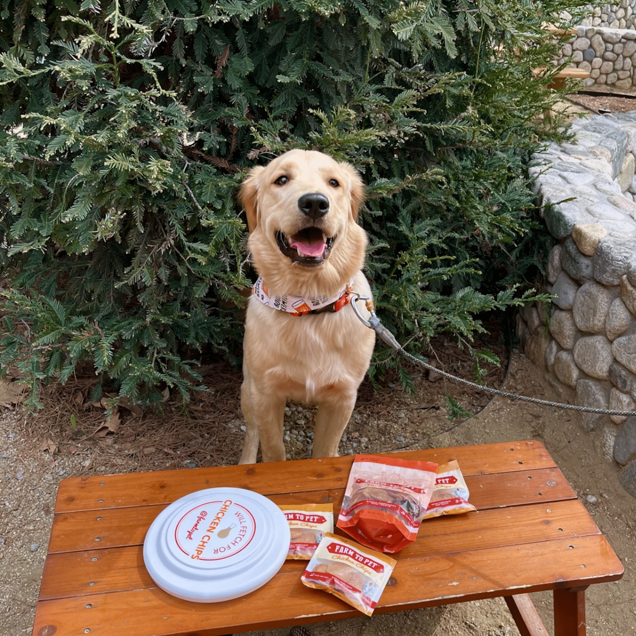 A brown dog outside on a leash standing by a table with a Farm to Pet Frisbee, Turkey and Chicken Chip bags. 