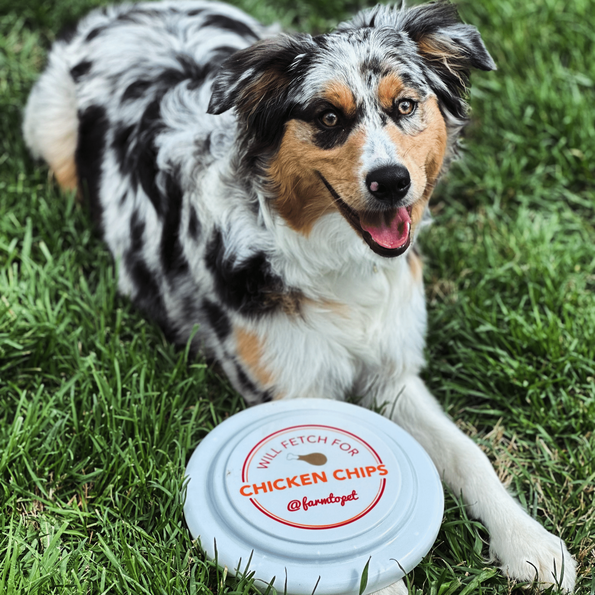 A Aussie laying in the grass with a Farm to Pet Will Fetch Frisbee on his paw.