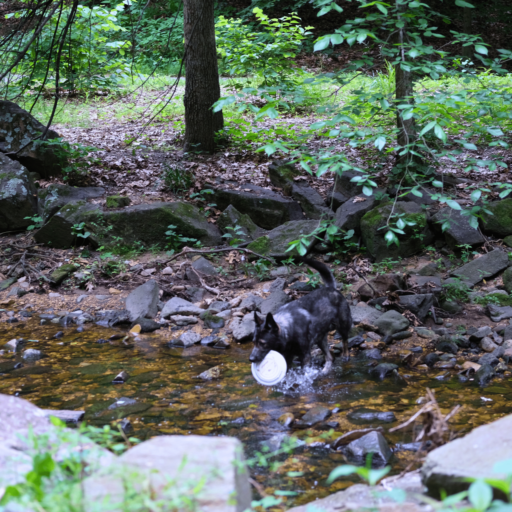A Black dog in a stream fetching a Farm to Pet Will Fetch Frisbee in his mouth.