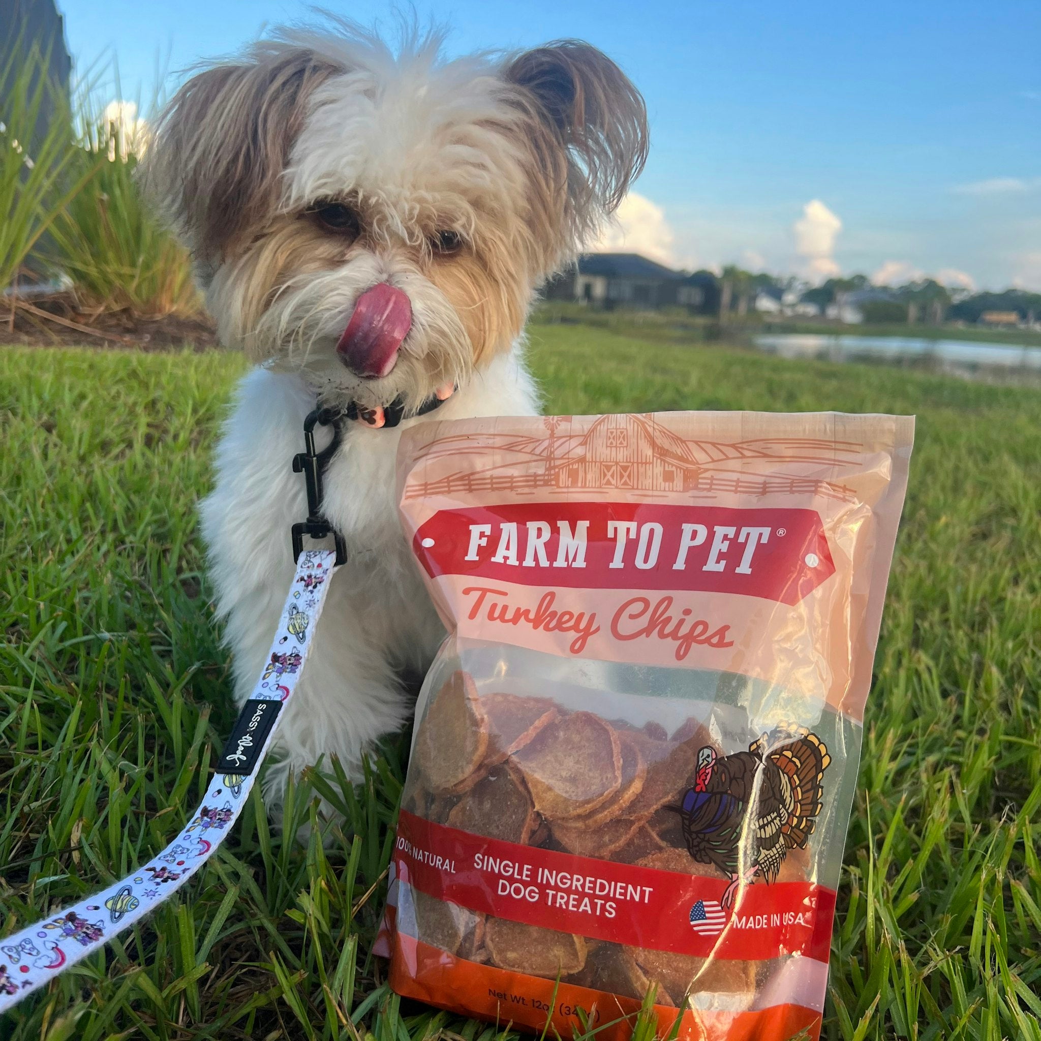 A little dog on a leash outside with its tongue sticking out looking at a bag of Farm to Pet Turkey Chips.