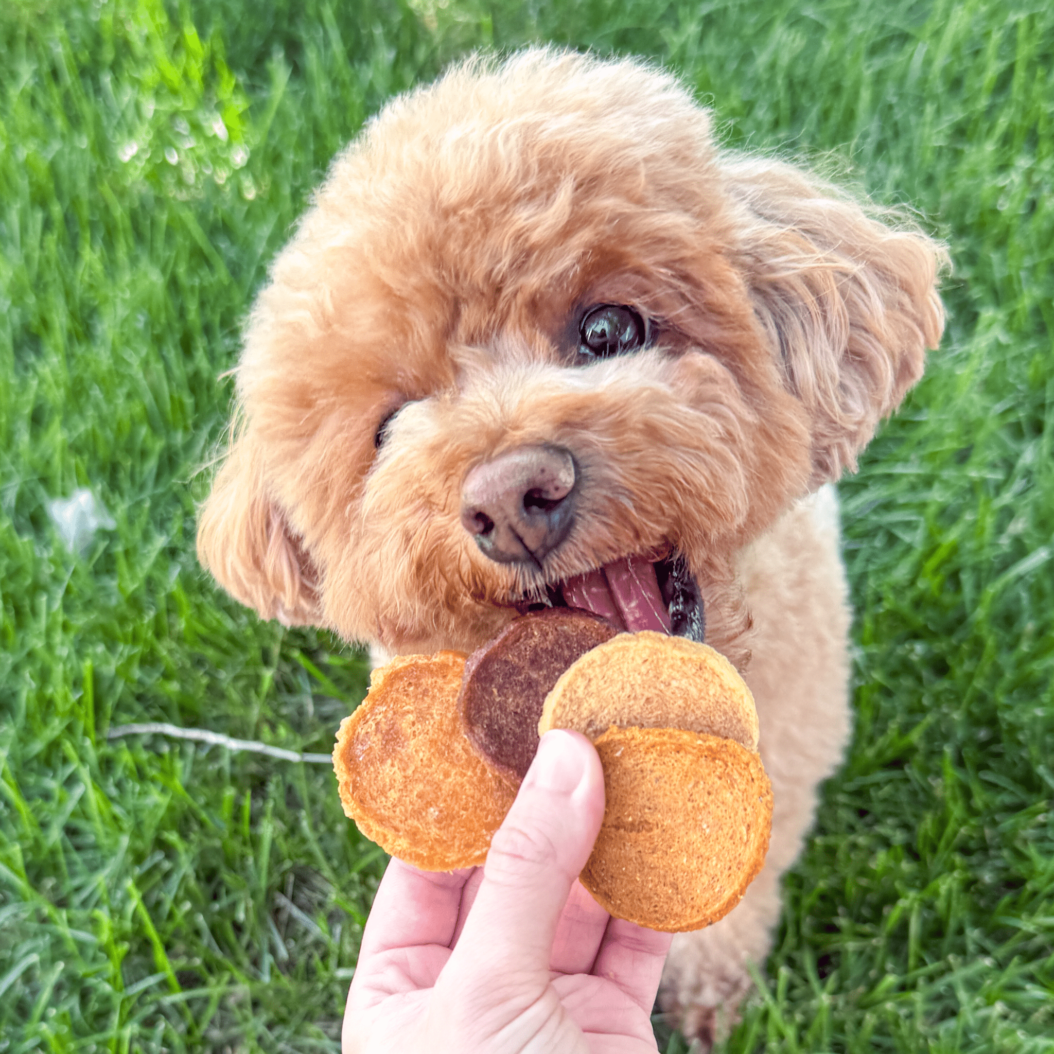 Small dog licking Farm to Pet Trick or Treat Mix Halloween Dog treats of chicken, turkey, beef and fish held by a person against a grassy background.
