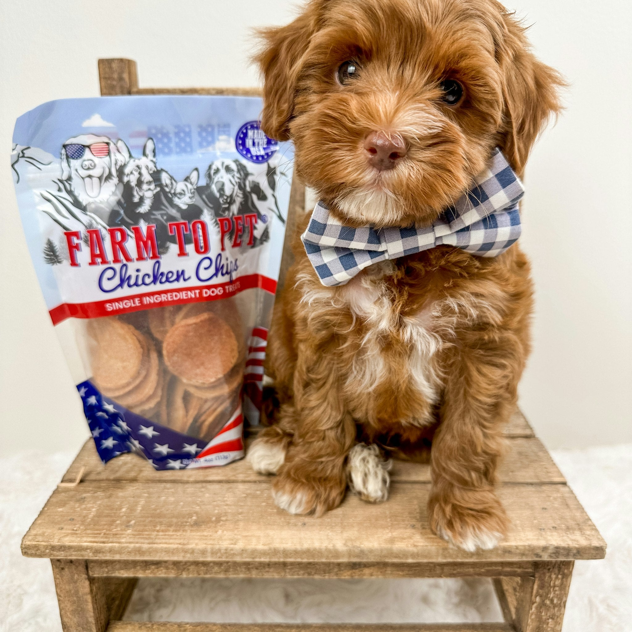 A cute little brown dog with a blue and white bow tie sitting a chair with a bag of Farm to Pet Americana Chicken Chips.