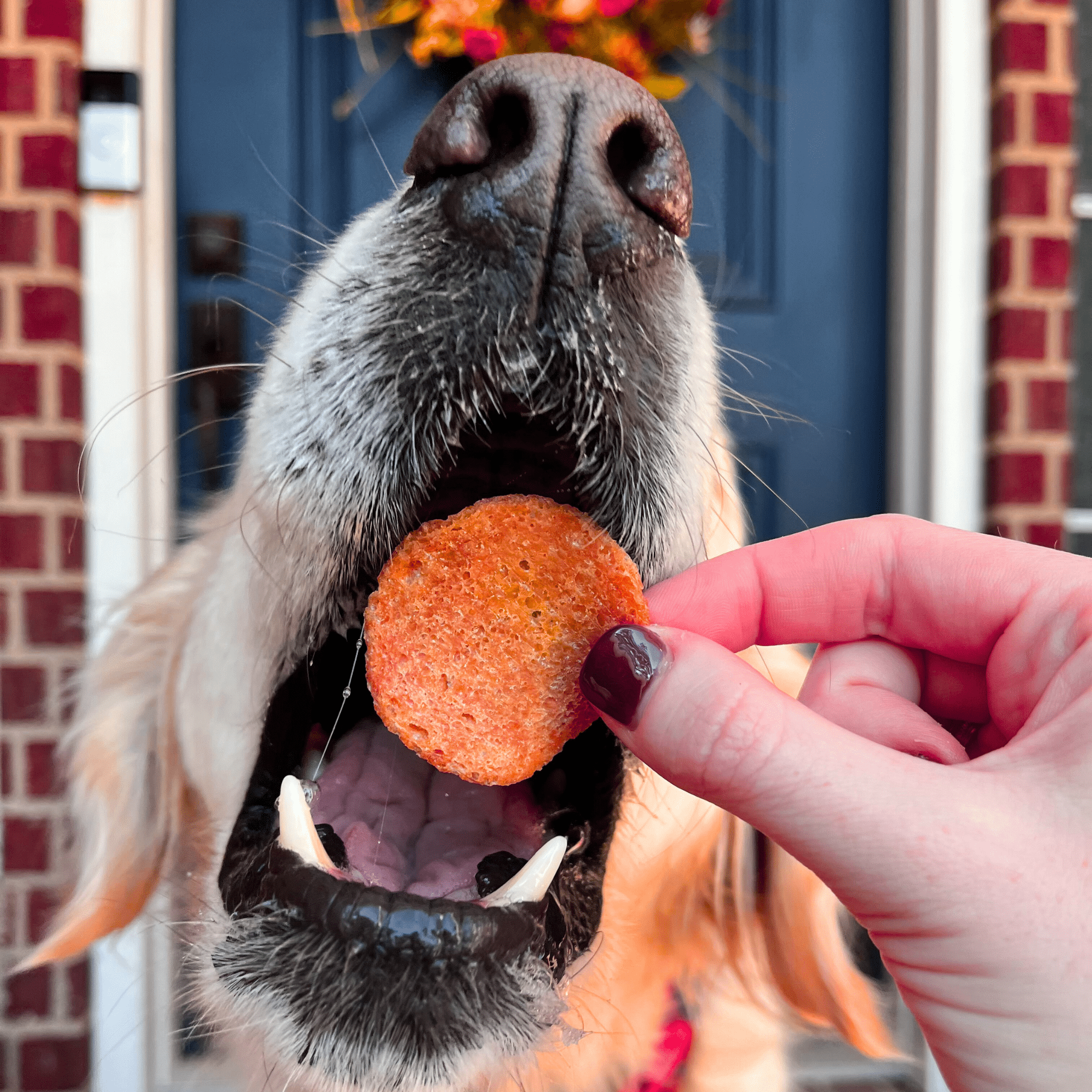 A dog eagerly gobbling on a Farm to Pet Turkey Feast Chip treat held by a person in front of a door.