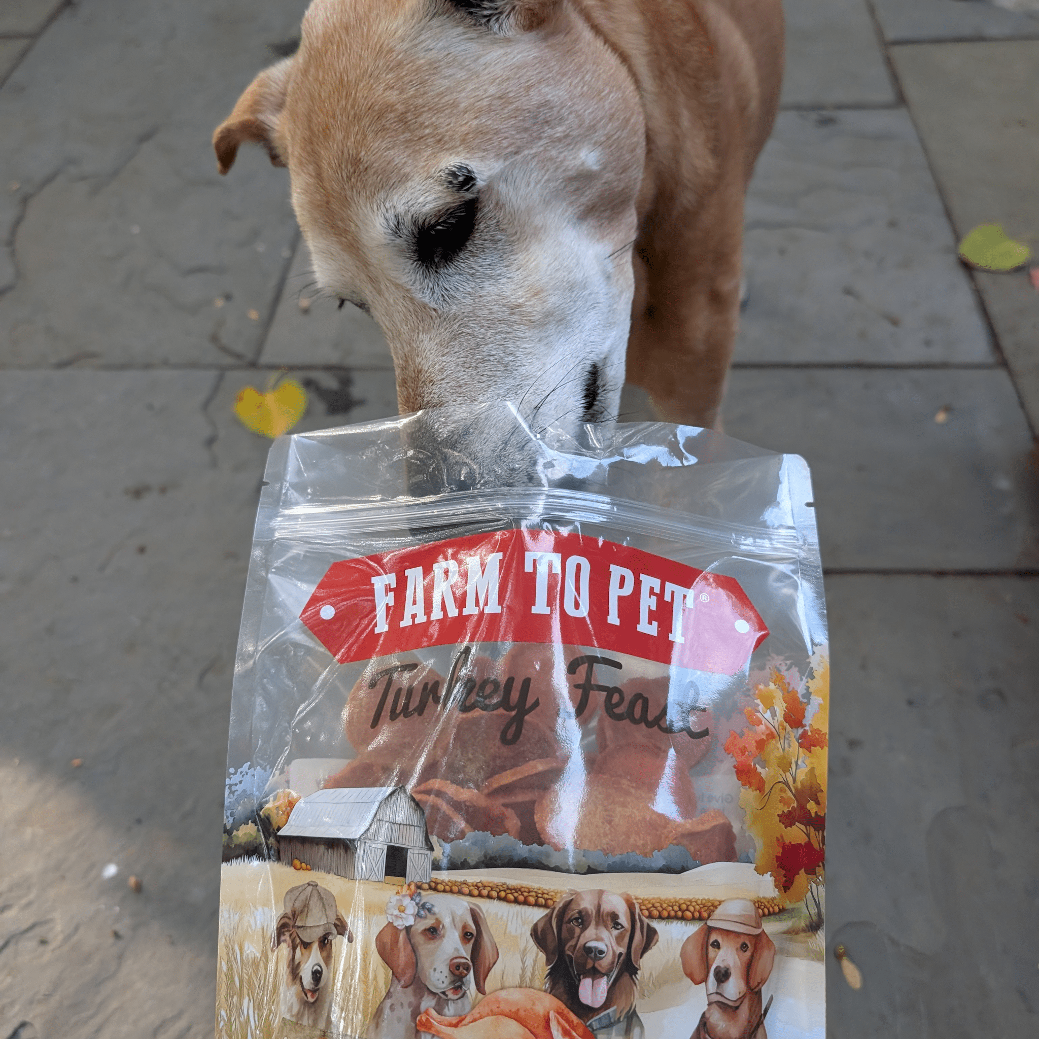 A brown dog sniffing a Farm to Pet Turkey Feast pet food package outdoors on pavement.