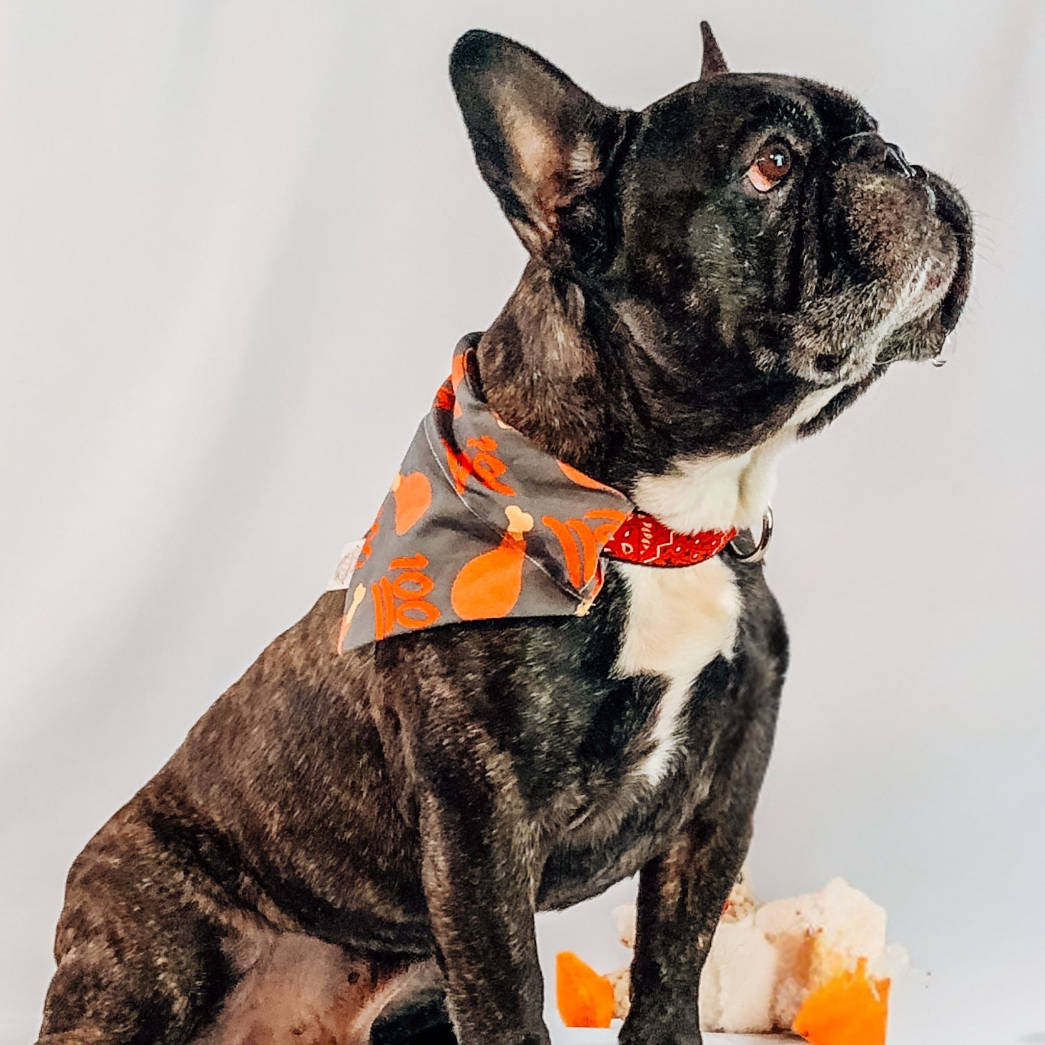 Farm to Pet Original Dog Bandana