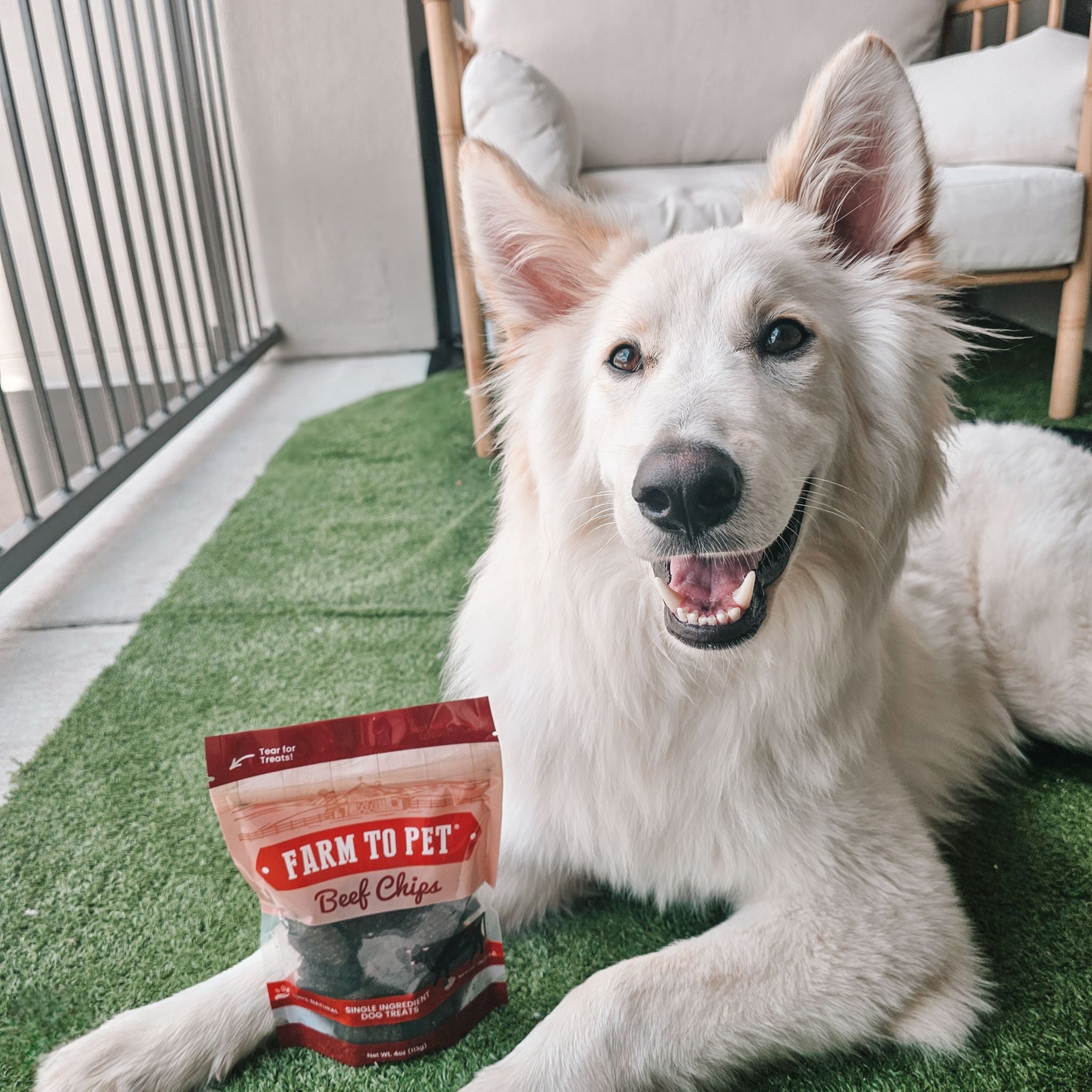 White Dog outside with a bag of healthy dog treats from Farm to Pet.