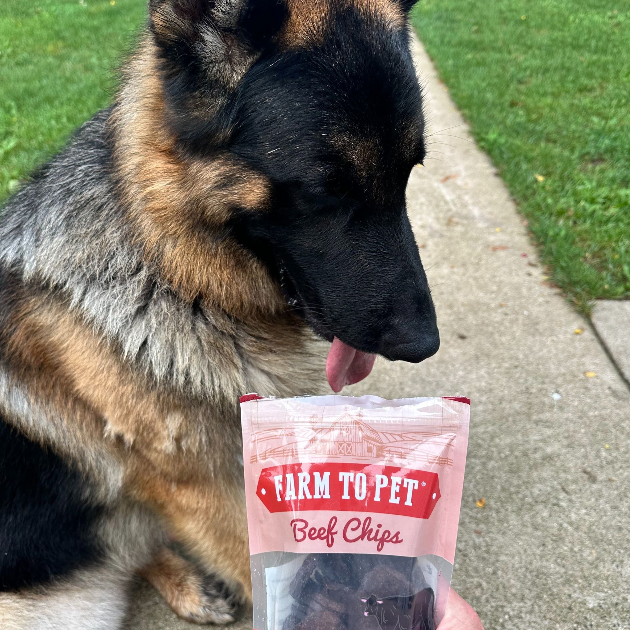 A German Shepherd dog licking a bag of Farm to Pet Beef Chips outside.