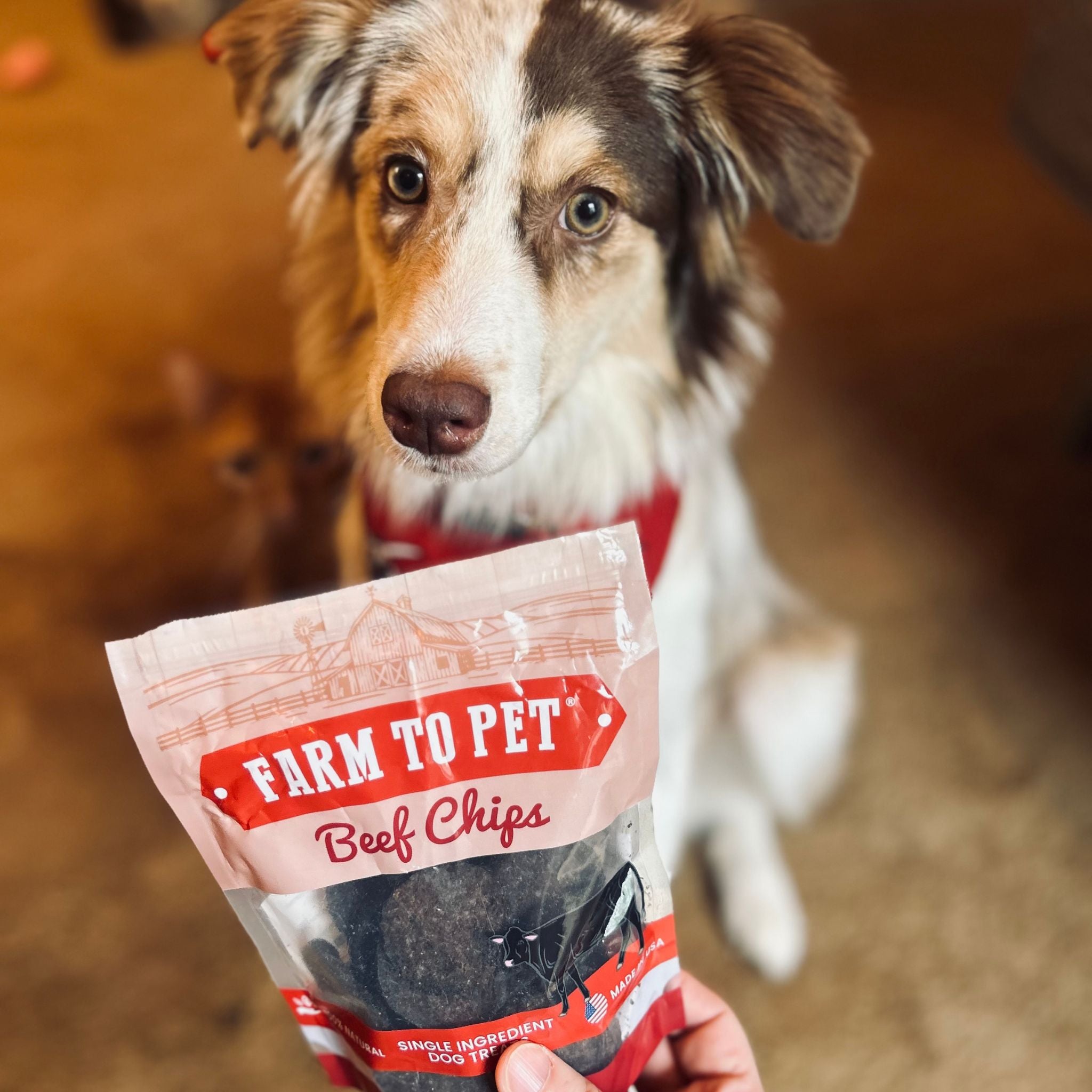 A Aussie sitting by a Farm to Pet Beef Chips wanted to have some.