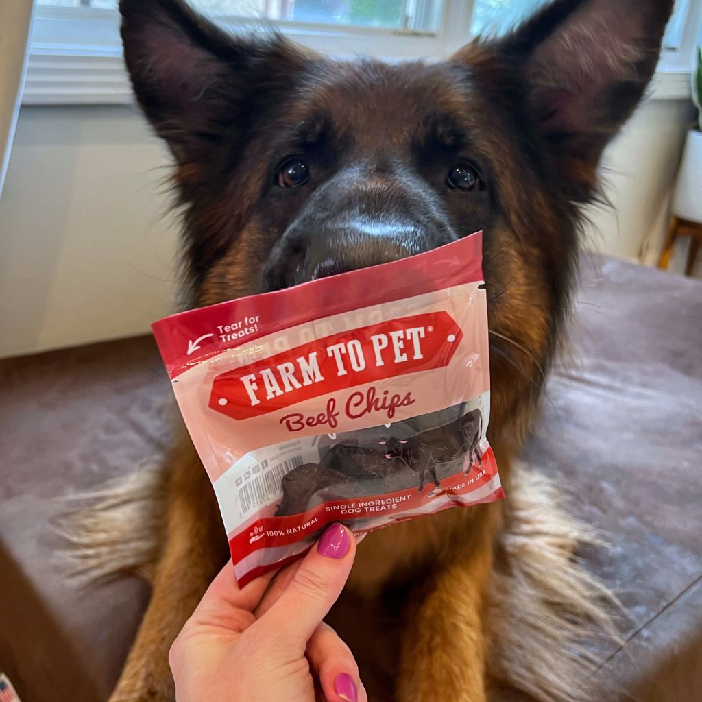 A German Shepherd laying a a dog bed with a Farm to Pet Beef Snack Pack bag held in front of him.