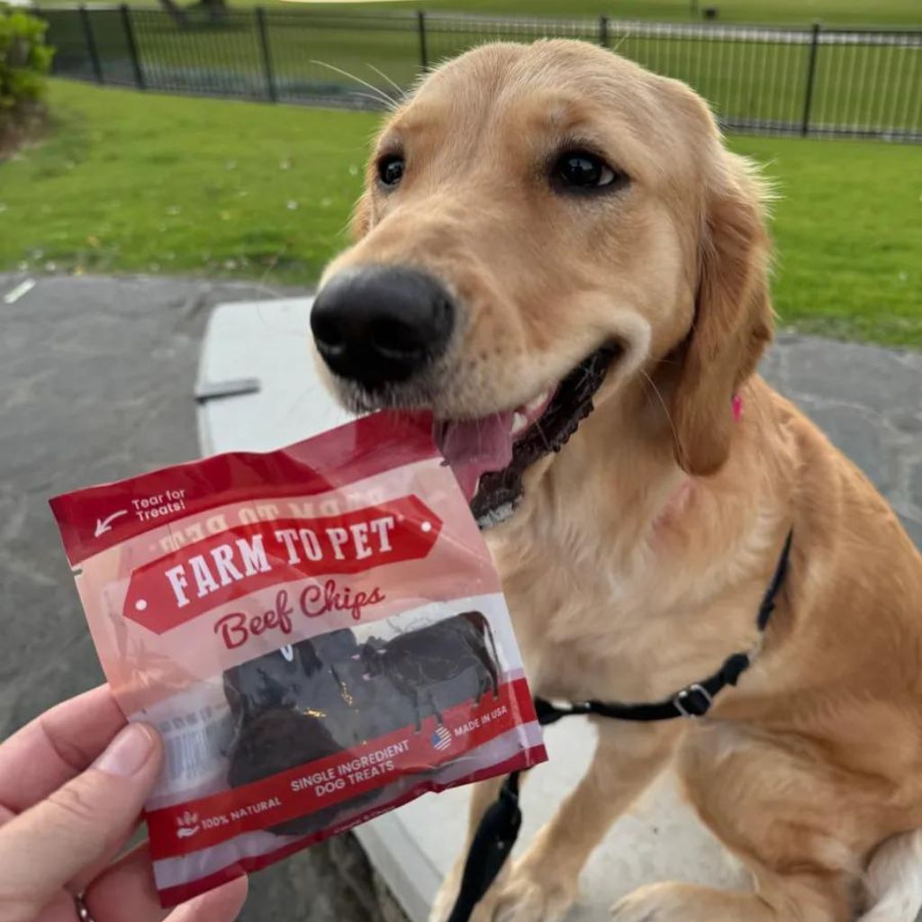 A brown dog sitting in a park on a bench waiting to get it's Farm to Pet Beef Chips Snack Pack treats on the go for dogs.