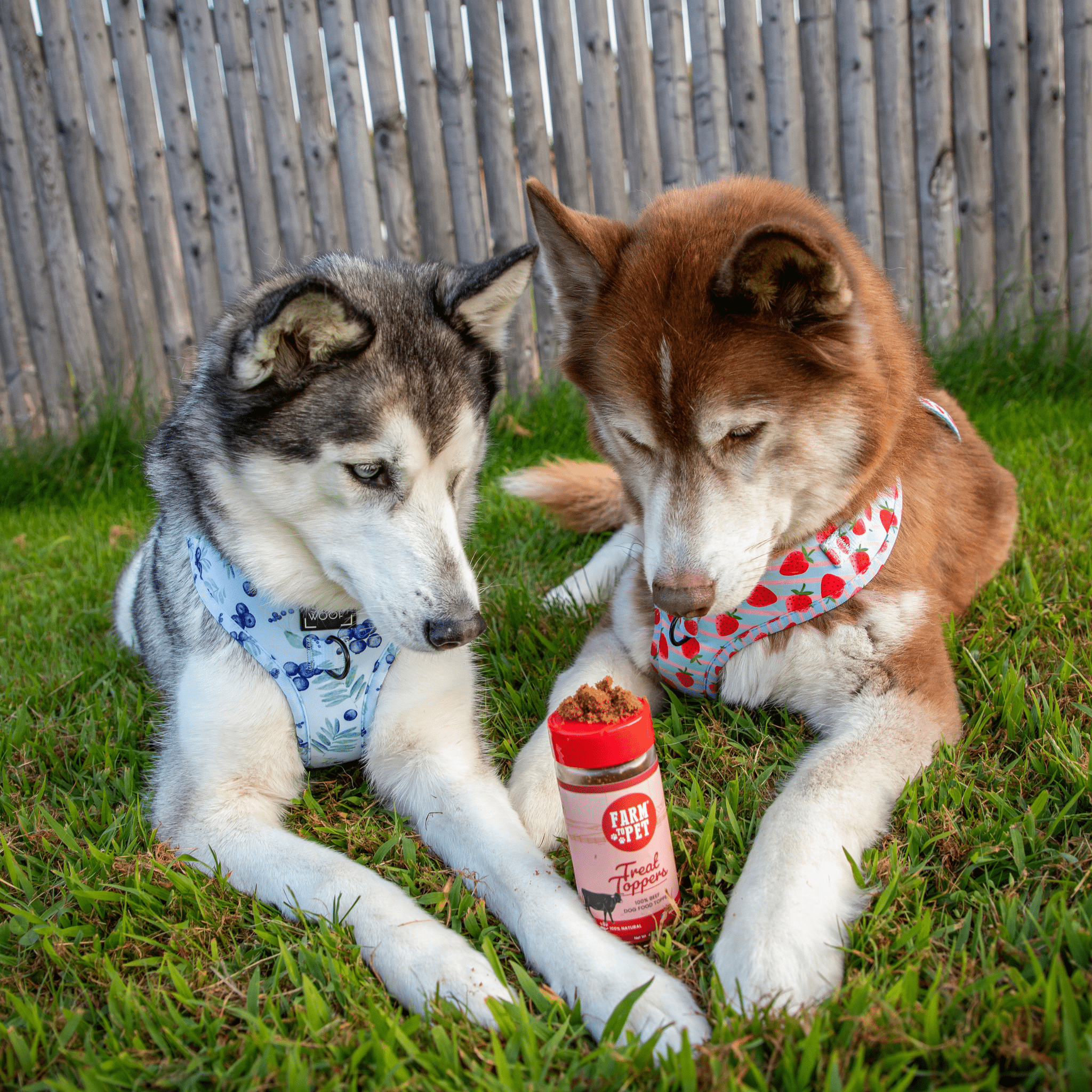 Two large Husky dogs wearing colorful bandanas laying on the grass staring at a Farm to Pet Beef Treat topper.