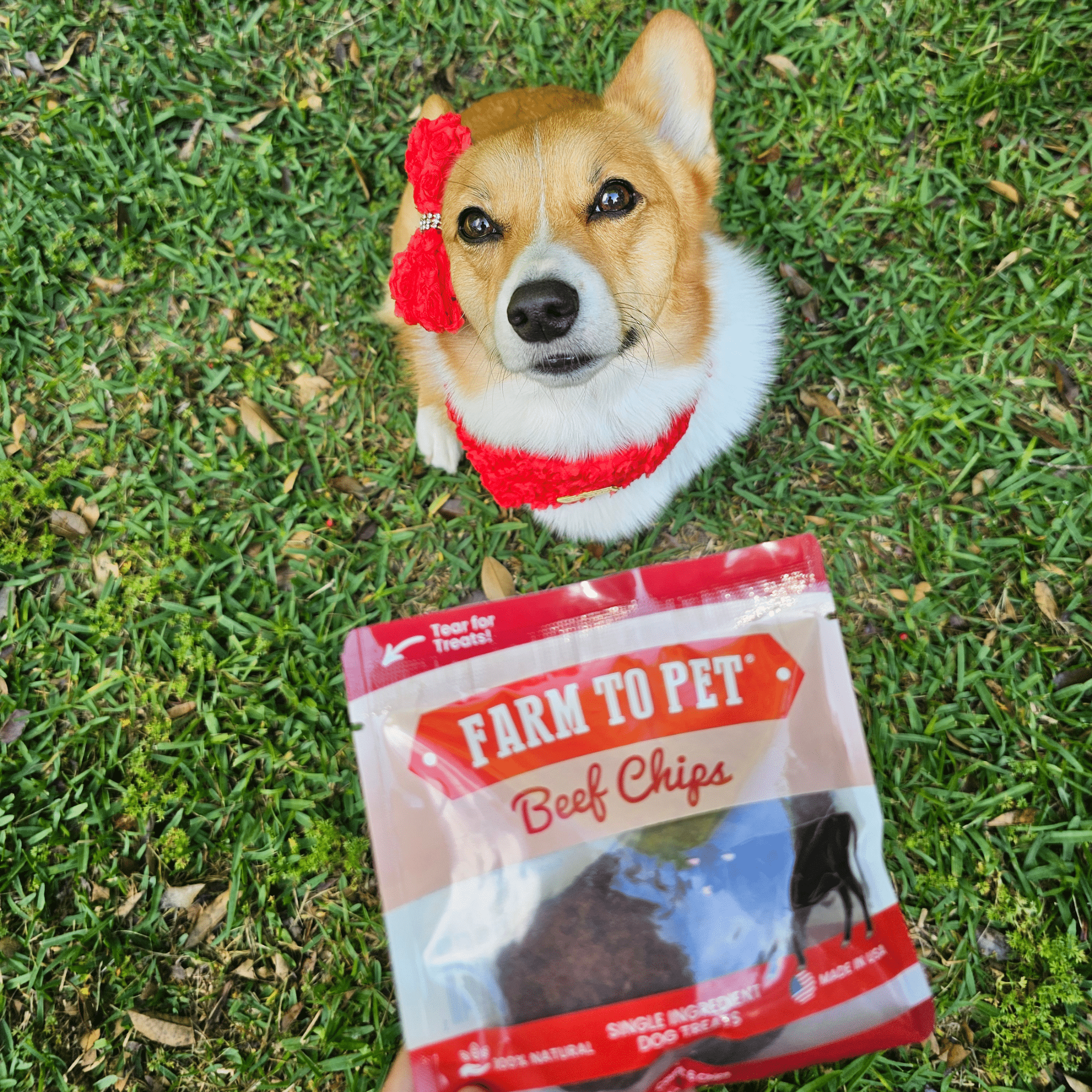 Dog wearing a red bow and bandana  next to a 'Farm to Pet Beef Chips' package on grass