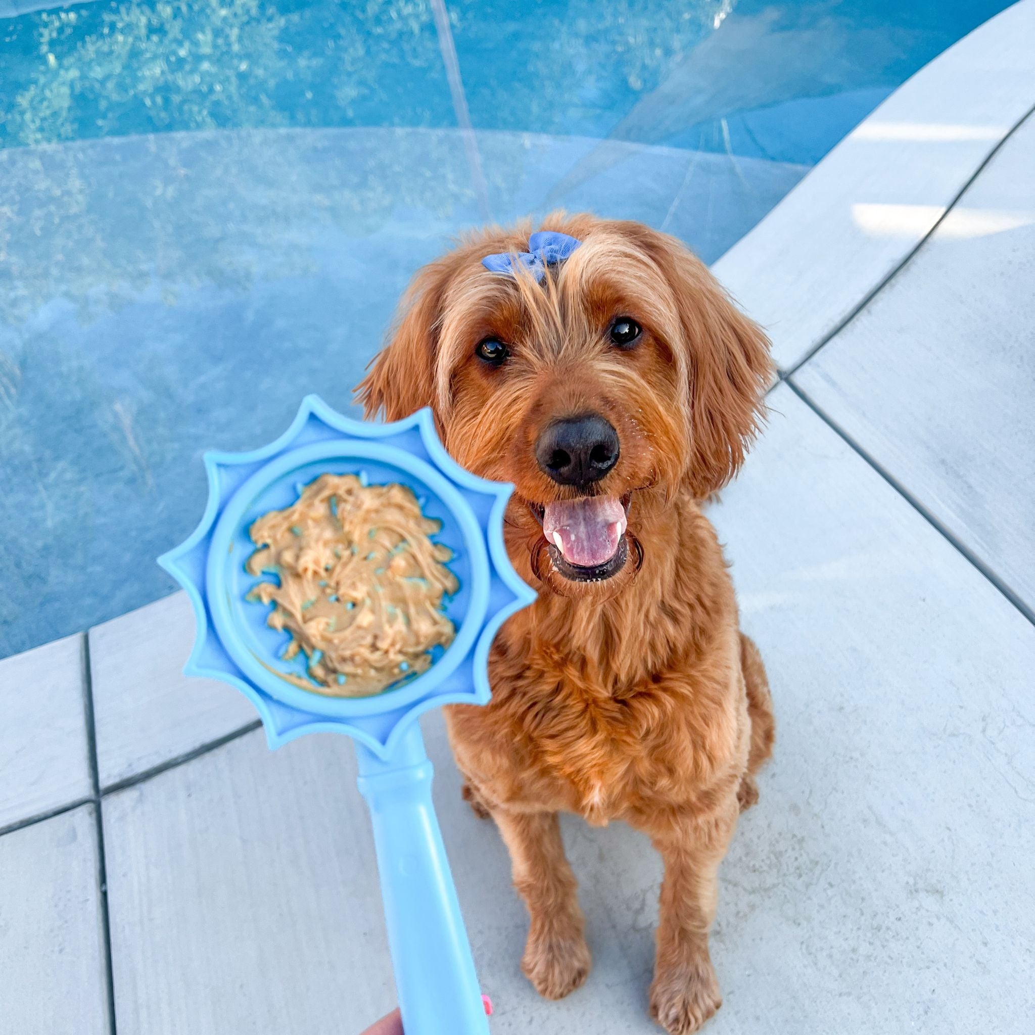 A brown dog with a Farm to Pet blue flower pet lick stick sitting by a pool.