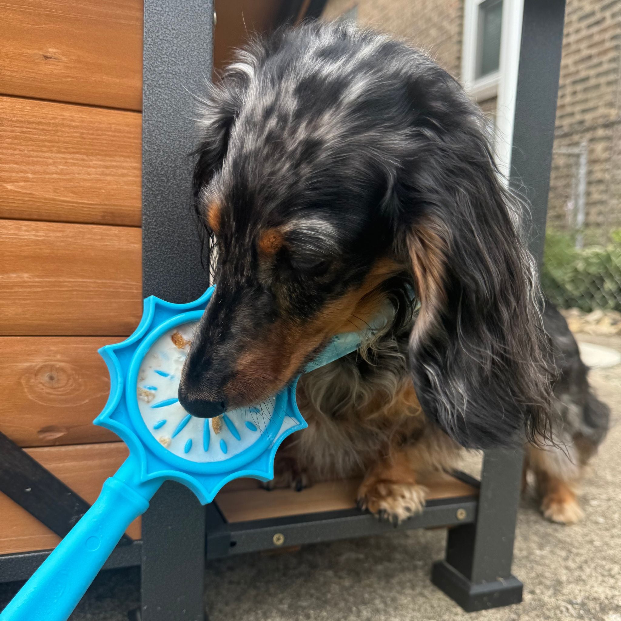 Dog licking a Farm to Pet blue flower lick stick on a wooden deck