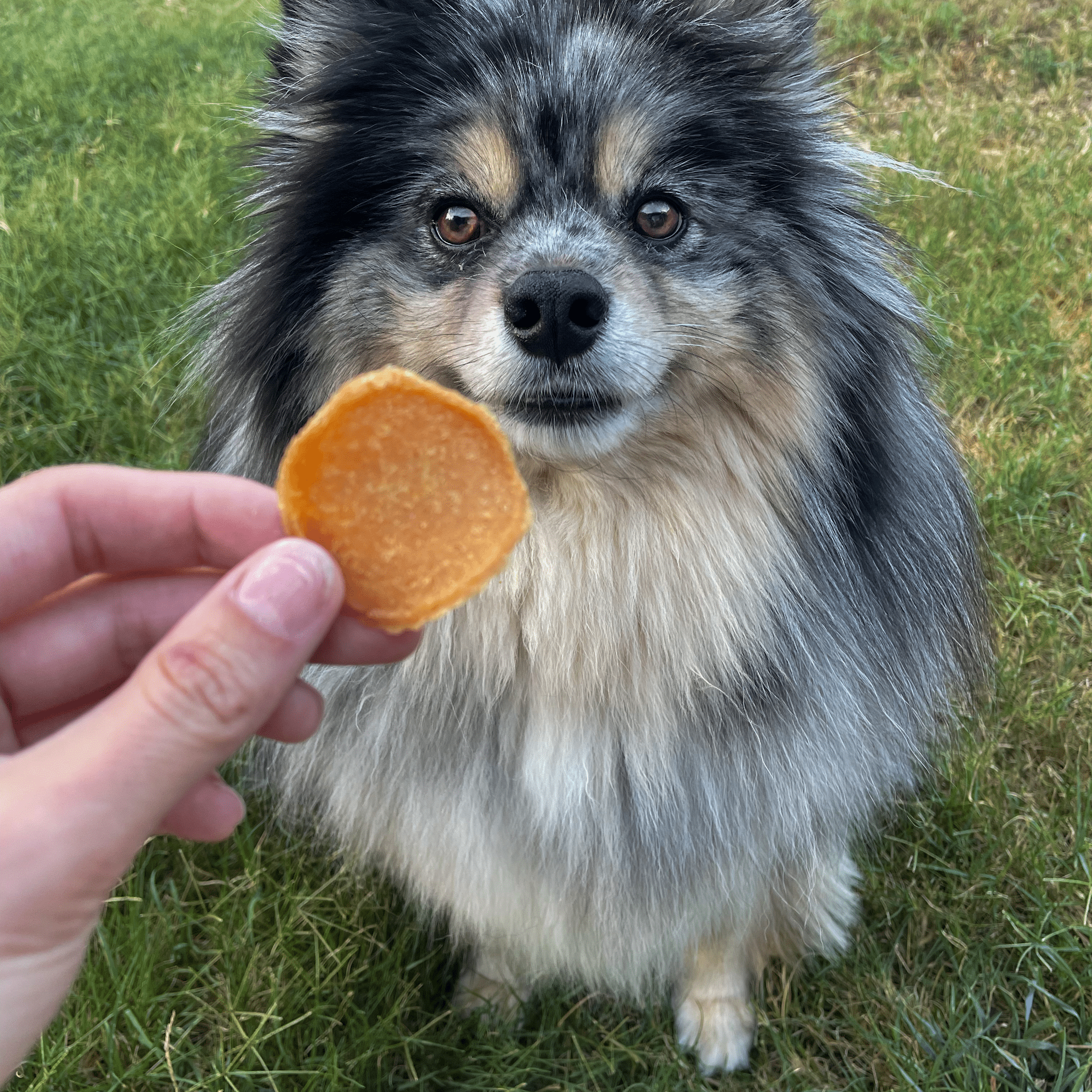 A Black and white dog sitting in the grass waiting to get a Farm to Pet Chicago Chicken Chip.
