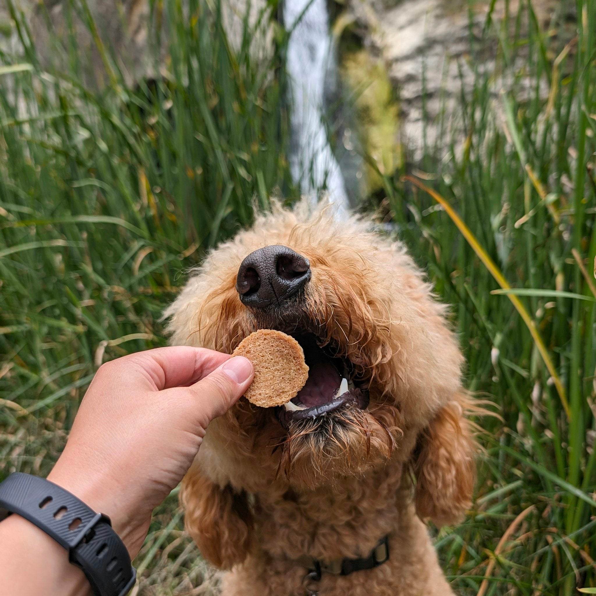 A brown doodle with it's mouth open ready for a snack of Farm to Pet Chicago Chicken Chips while out hiking.
