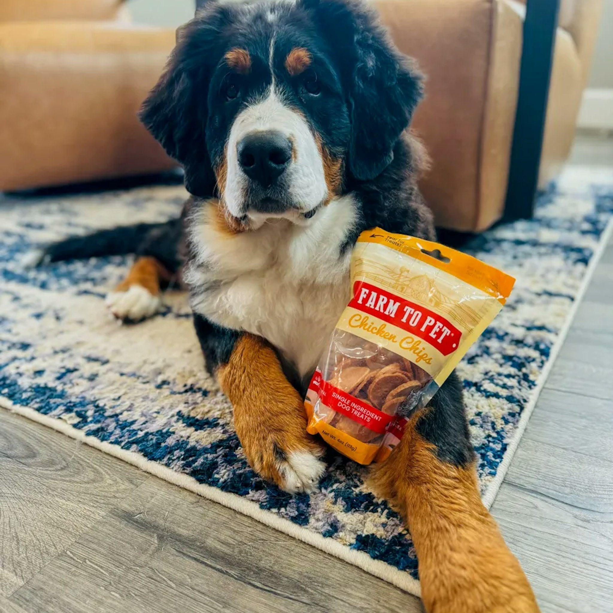 A large dog laying on a carpet with a bag a Farm to Pet Chicken Chips on his leg.