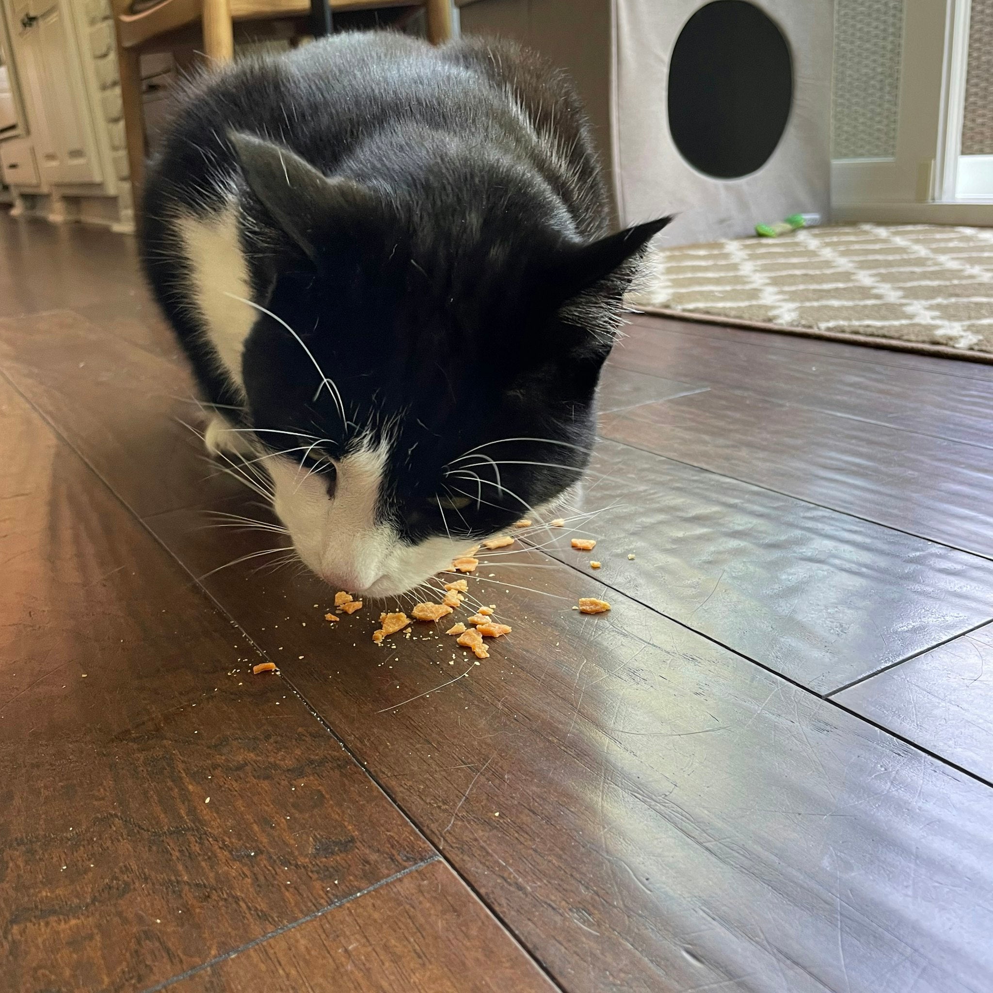 A black and white cat nibbling Farm to Pet chicken crumbles off the floor.