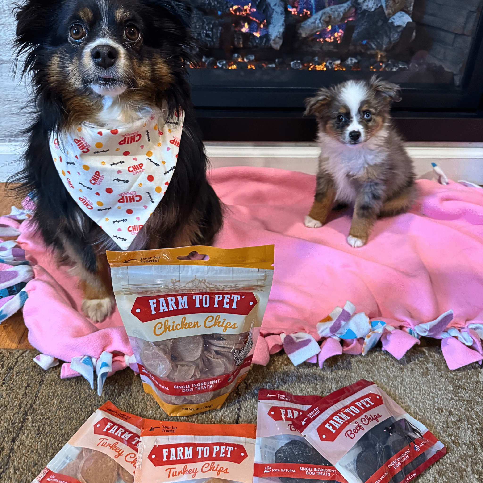 An Aussie dog (wearing a Farm to Pet bandana) and puppy sitting on a pink blanket with packages of Farm to Pet dog treats in front of them.
