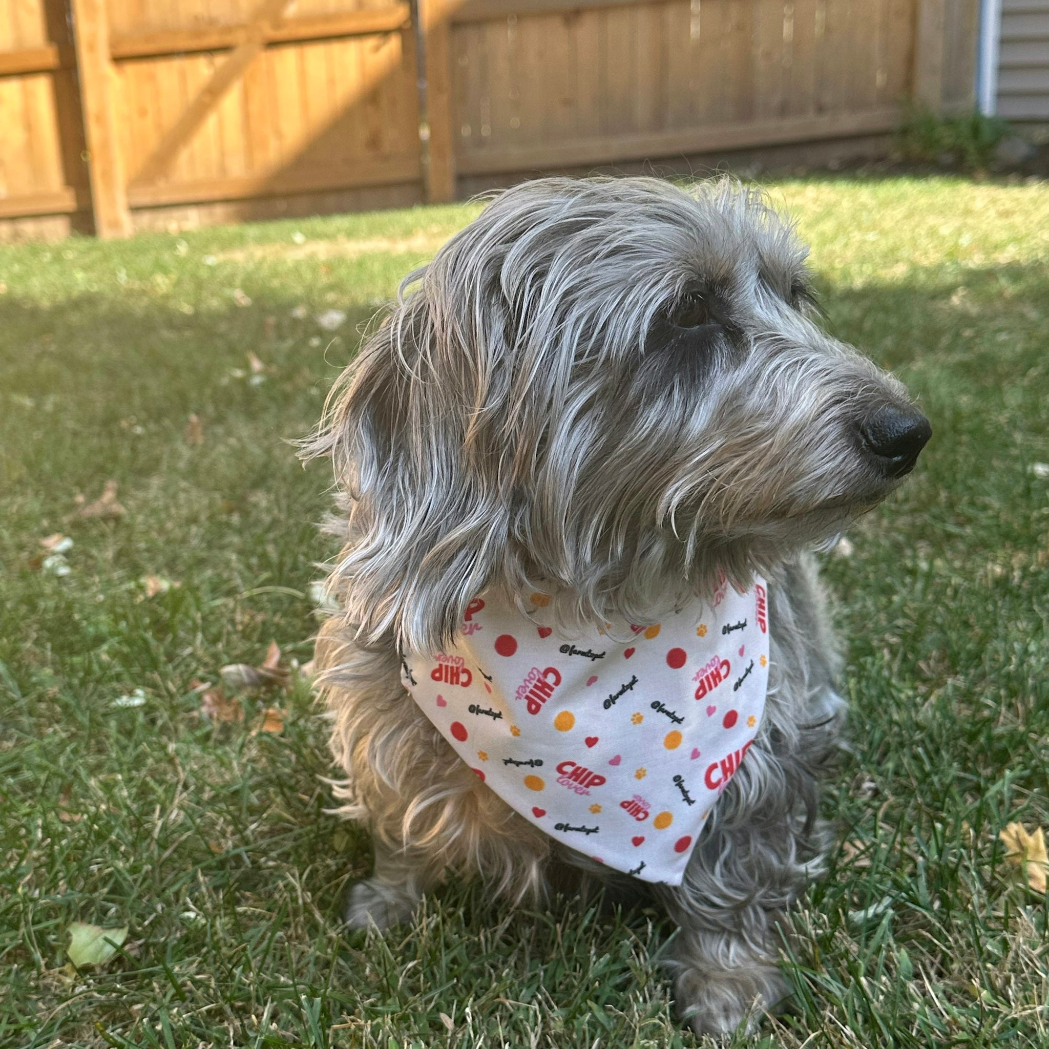 A gray dog outside sitting in a yard with wearing a Farm to Pet Chip Lover Dog Bandana.